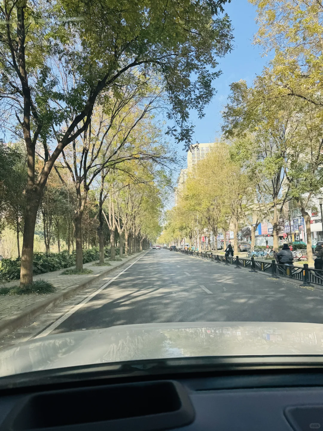 洛阳，绿化带比车道还宽啊