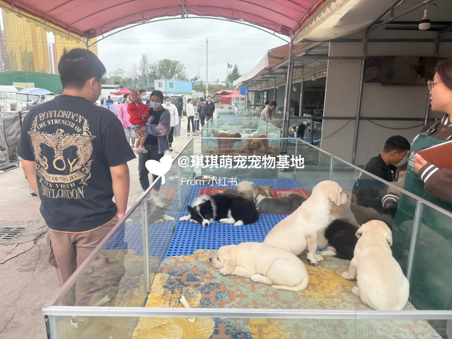 🐾郑州猫狗宠物市场！猫咪狗狗品种齐全🐾