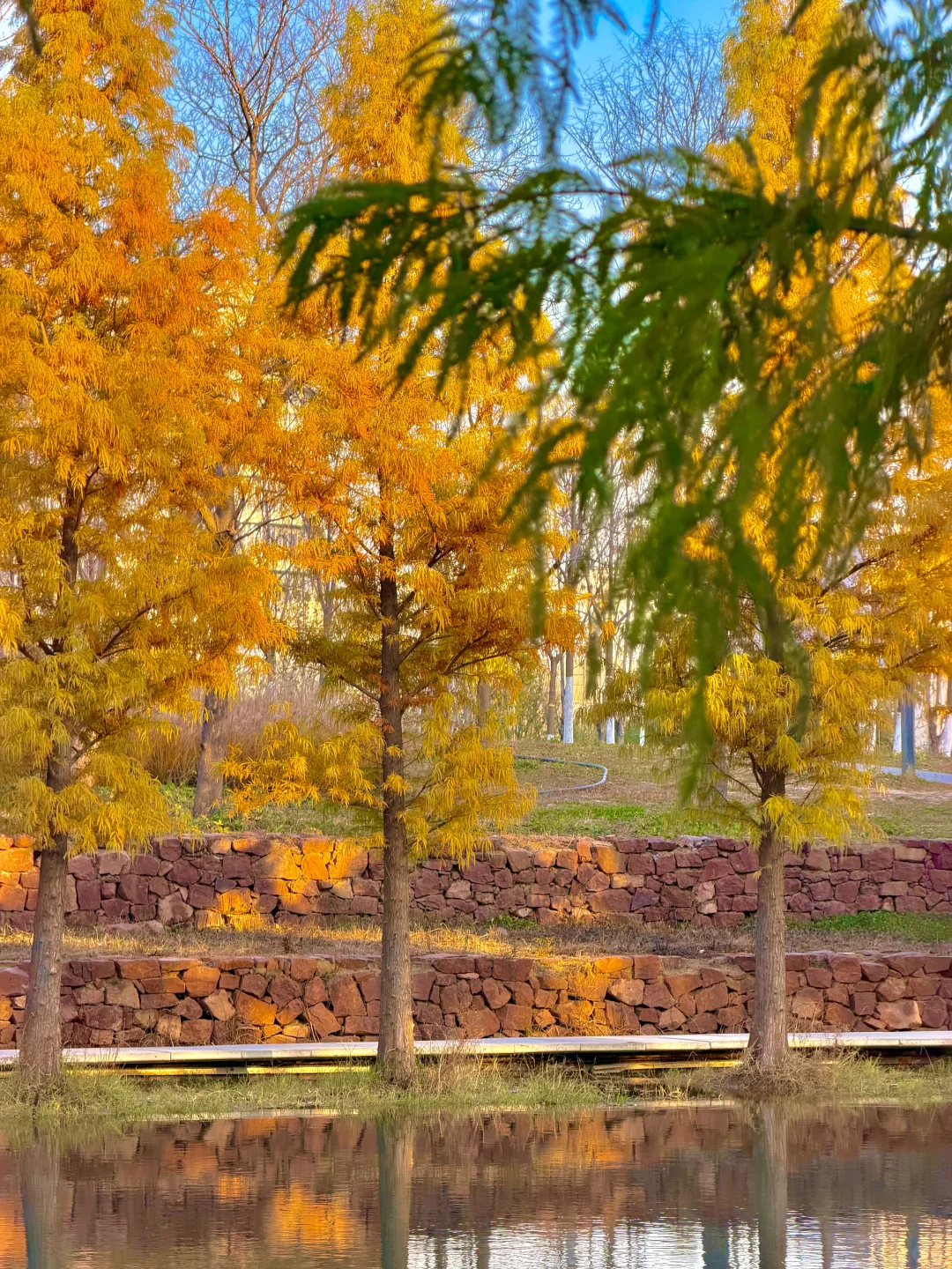 12.6实况！郑州的秋天🍂已经鲨疯了！！！！！！！🥹