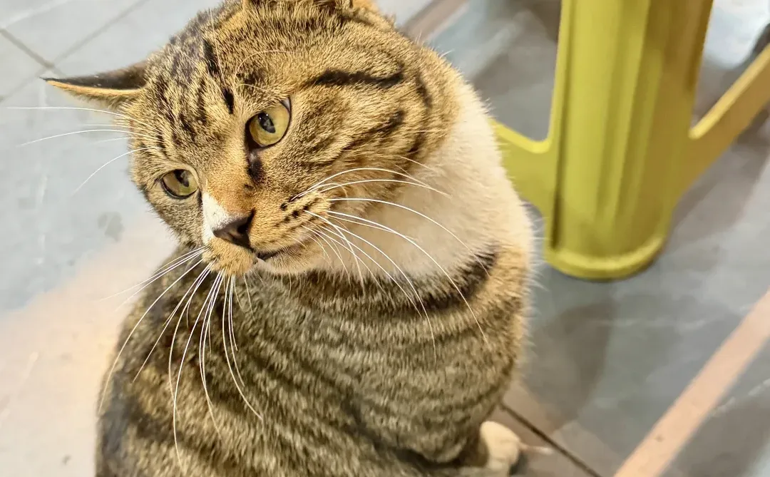 安阳椰子鸡小火锅！！座无虚席！