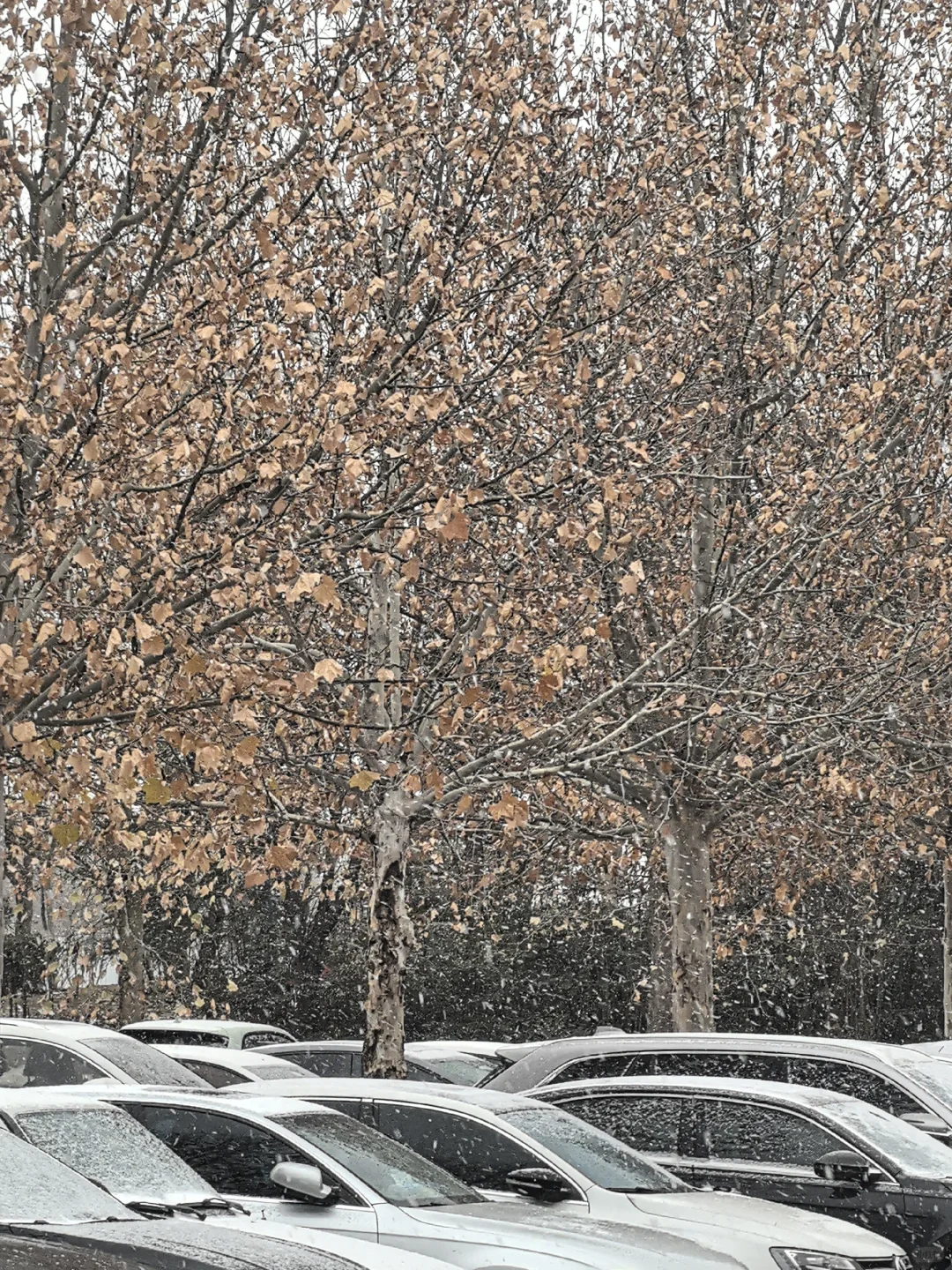 Live实拍❄进来看2025.12.12安阳的入冬初雪