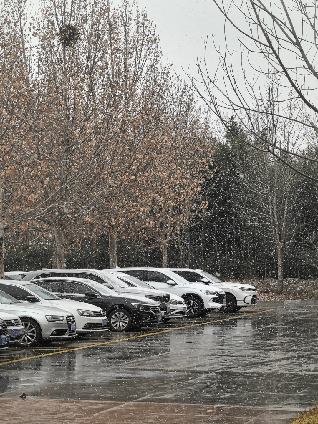 Live实拍❄进来看2025.12.12安阳的入冬初雪