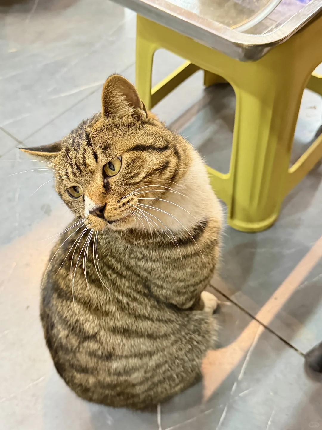 安阳椰子鸡小火锅！！座无虚席！