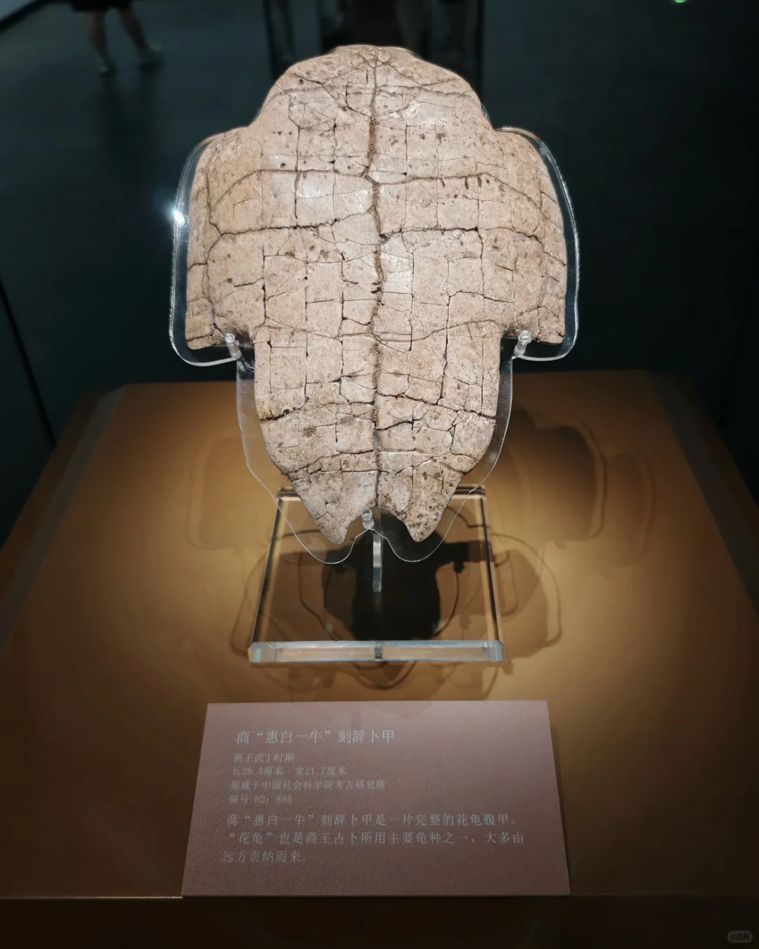 在3000年前的甲骨文里，摸到了商王朝的心跳