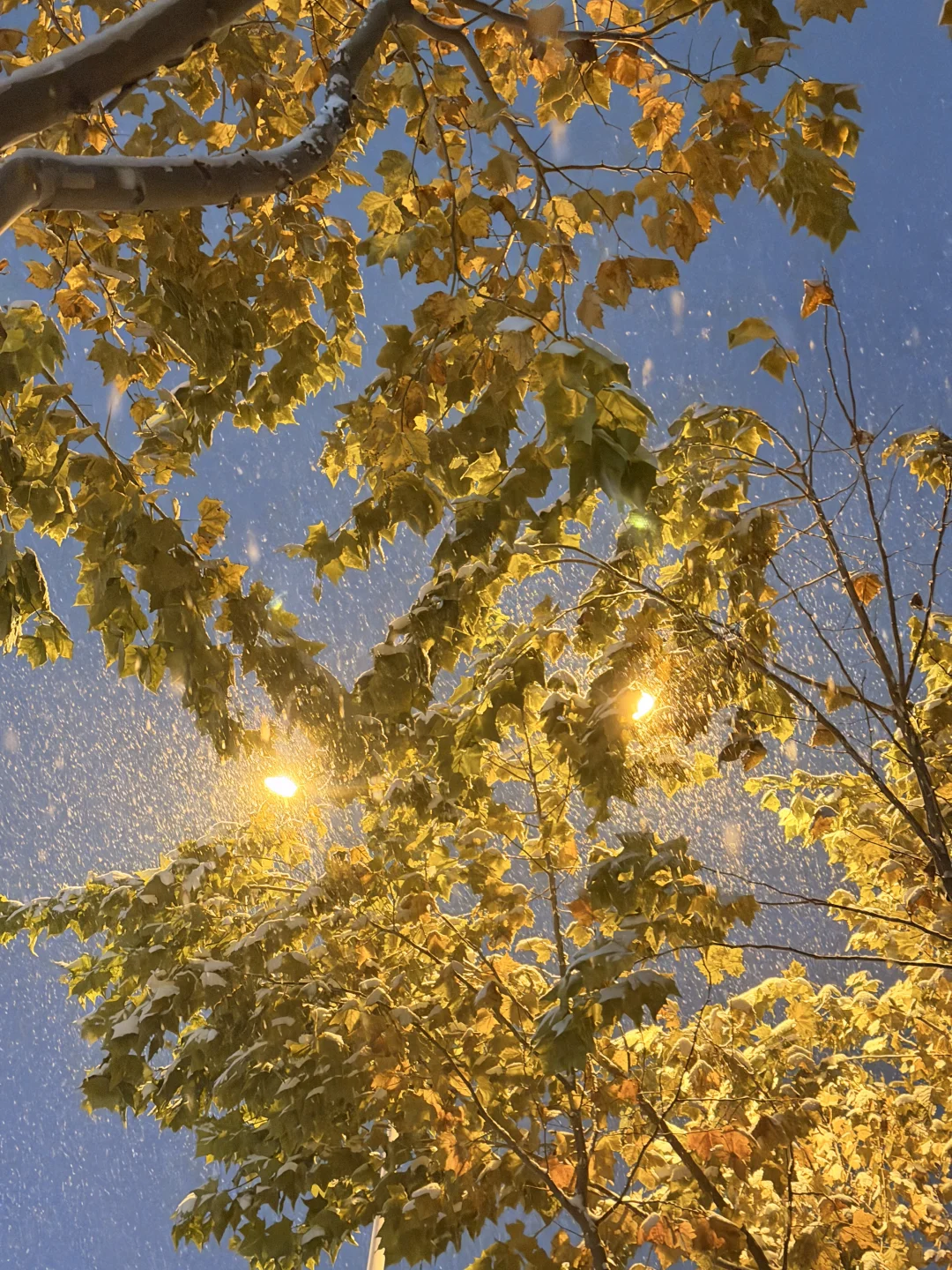 郑州的大雪❄️