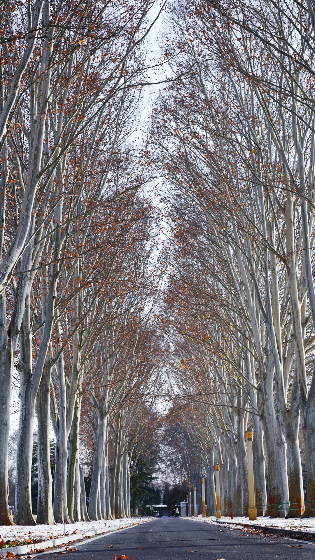 郑州的第一场雪 ｜雪停后的晴空明朗灿烂