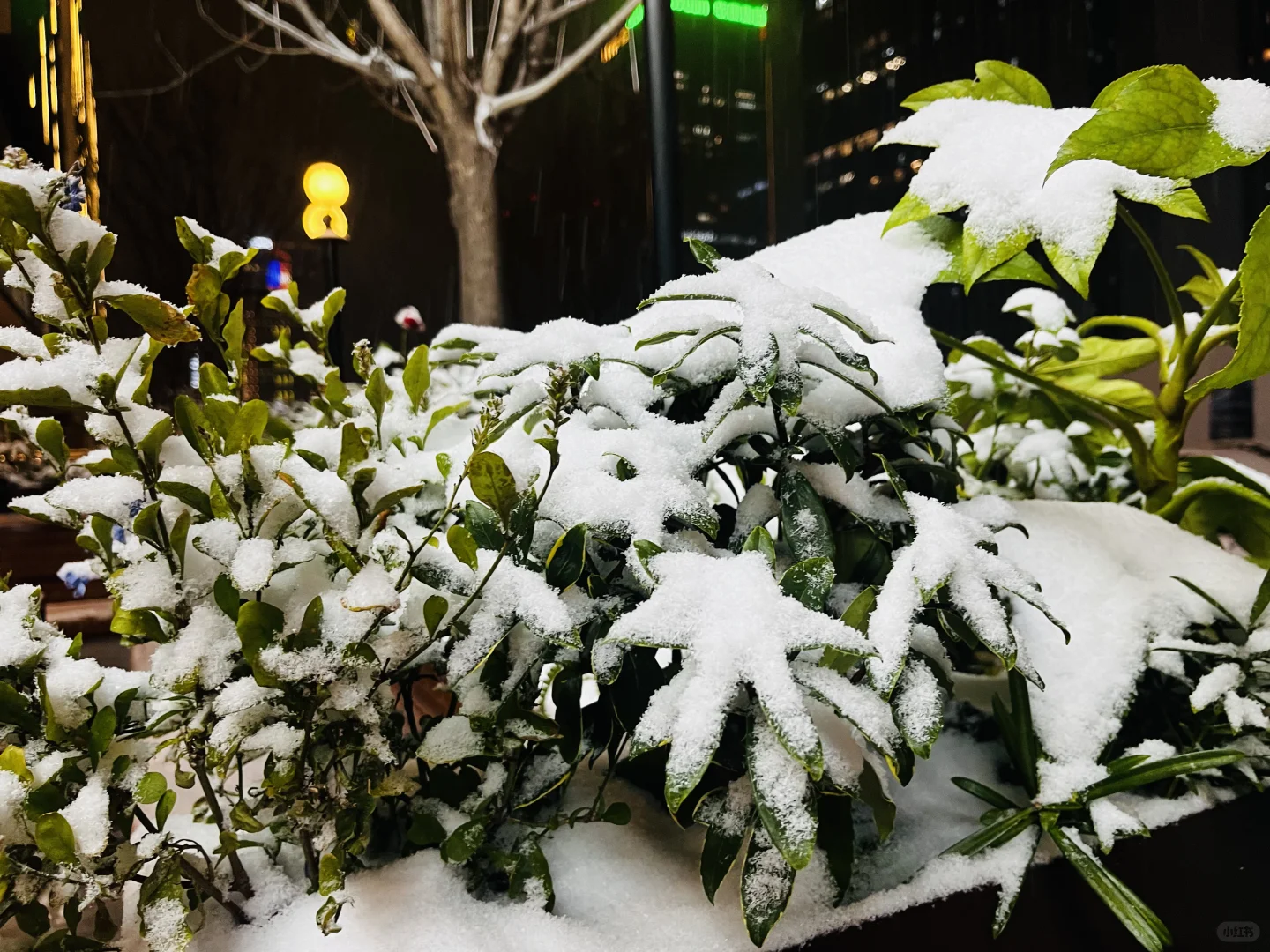 郑州12号的初雪，让我也赶上啦❄️