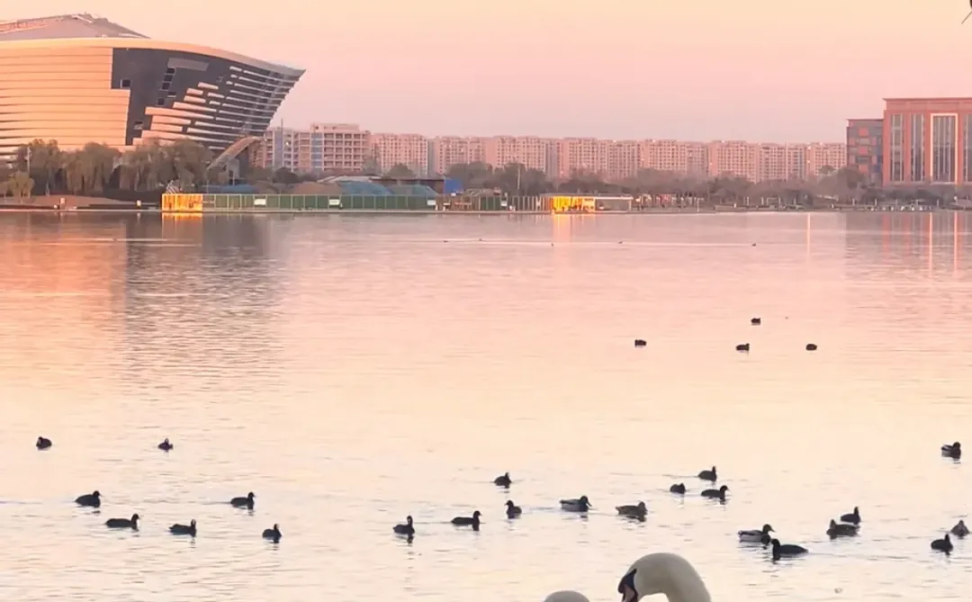 在郑州 因为太矮相芹被拒绝无数次了