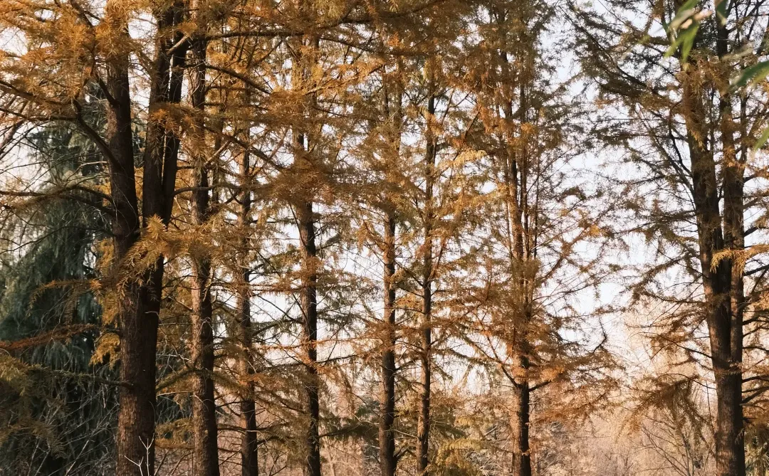 不是在大兴安岭，是在洛阳的小公园！