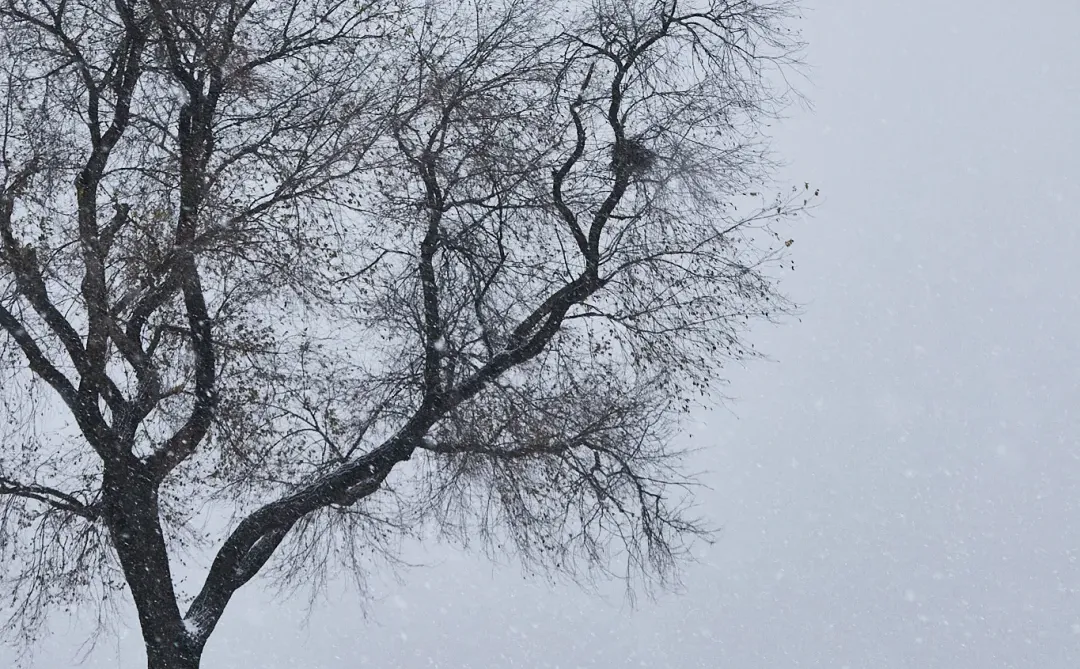 终于拍到郑州的雪景了，好美啊！！
