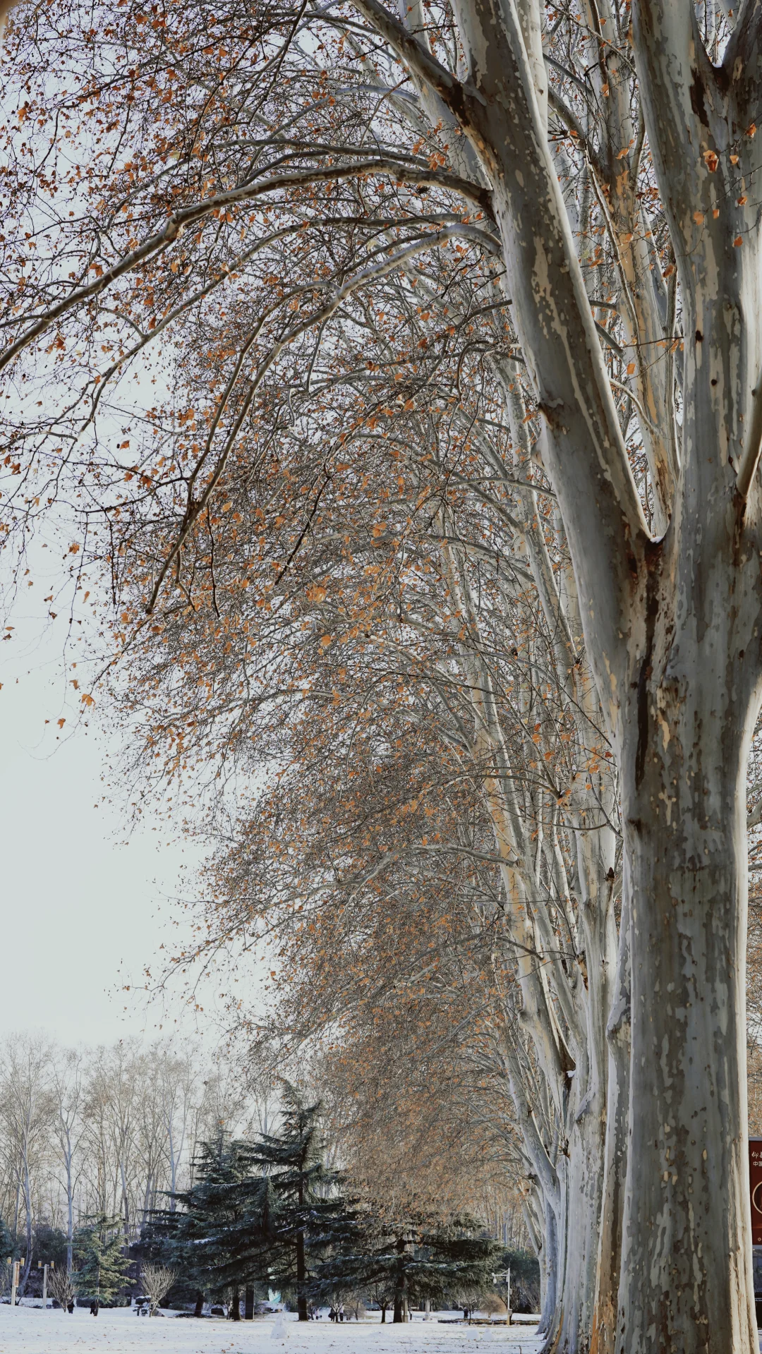 郑州的第一场雪 ｜雪停后的晴空明朗灿烂