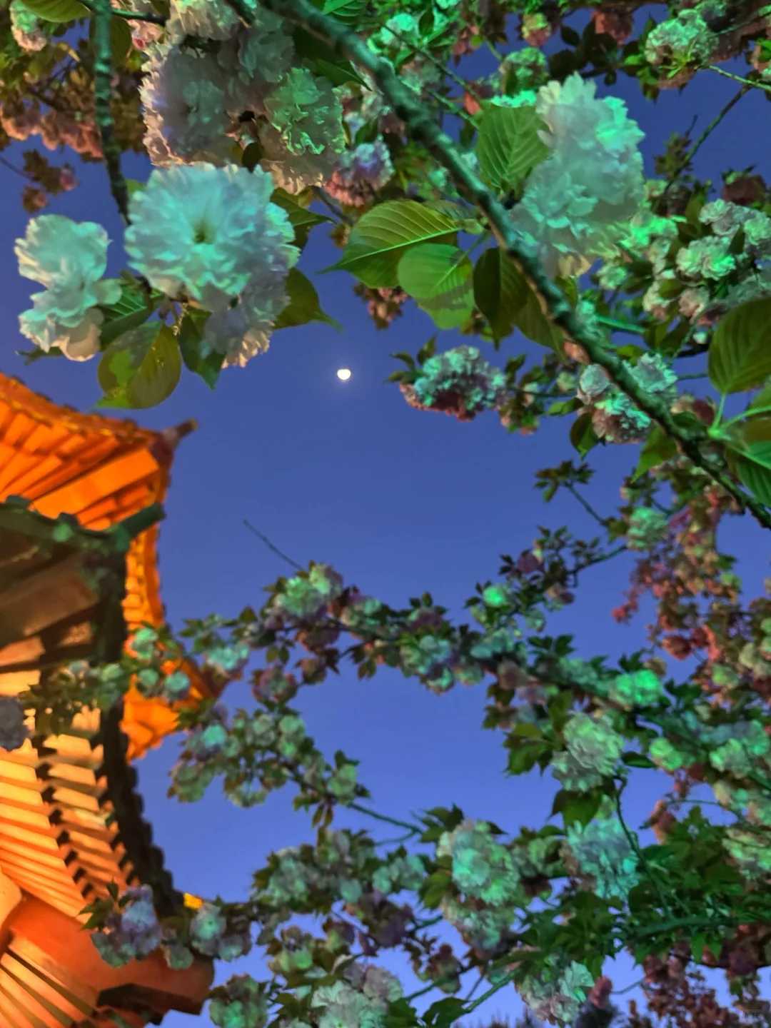 来了洛阳，怎么能错过龙门石窟的绝美傍晚！