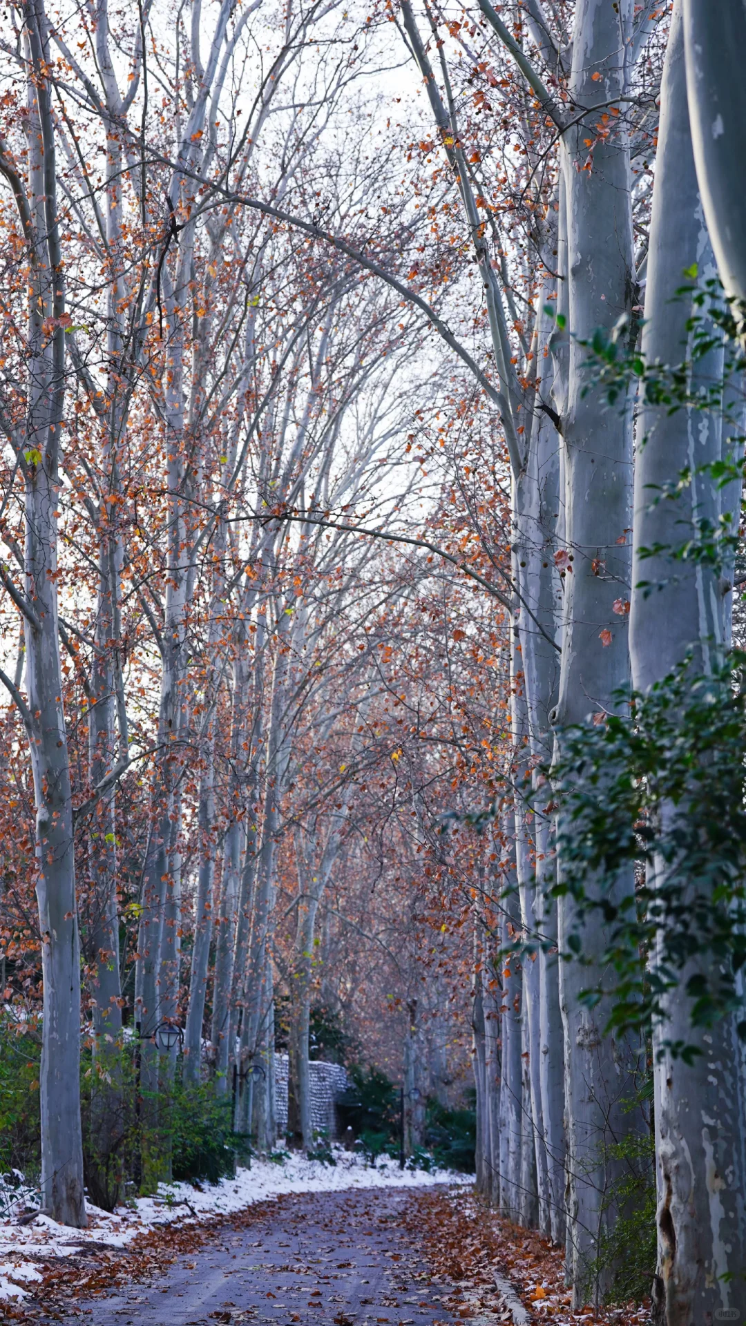 郑州的第一场雪 ｜雪停后的晴空明朗灿烂