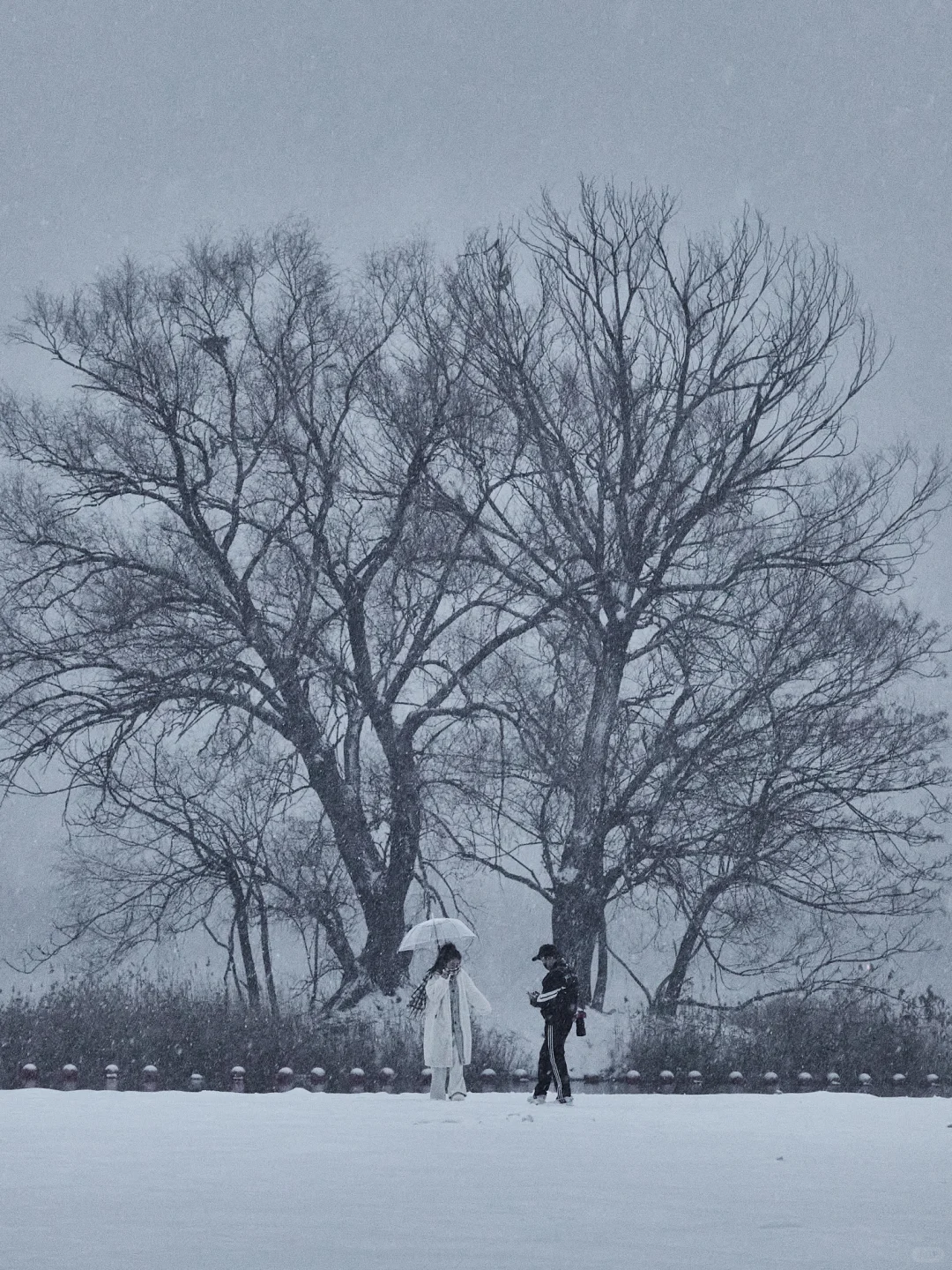 终于拍到郑州的雪景了，好美啊！！
