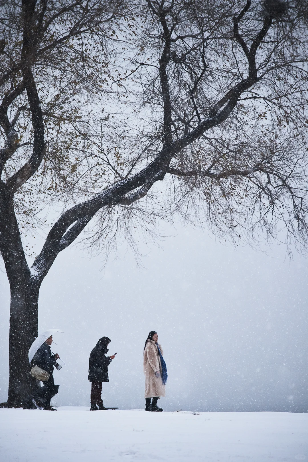 终于拍到郑州的雪景了，好美啊！！