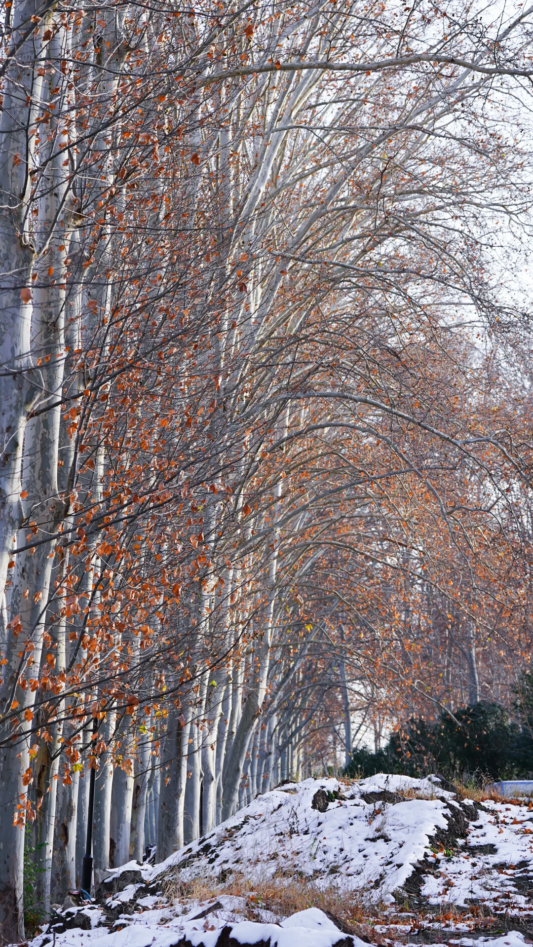 郑州的第一场雪 ｜雪停后的晴空明朗灿烂