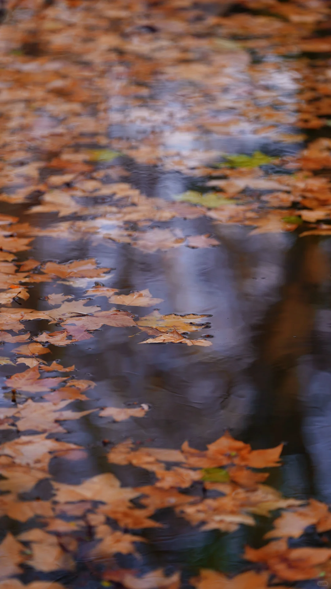 郑州的第一场雪 ｜雪停后的晴空明朗灿烂