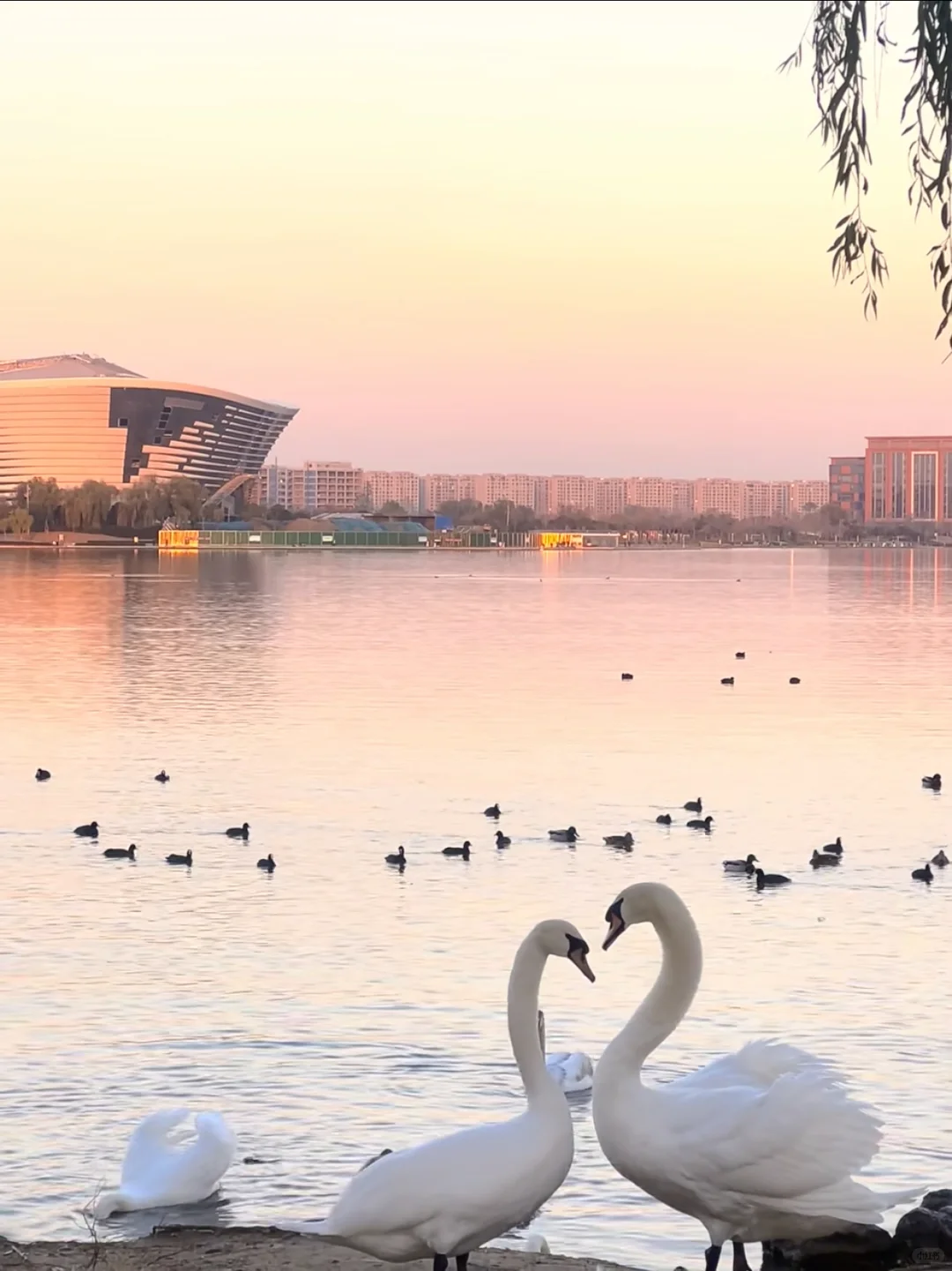 在郑州 因为太矮相芹被拒绝无数次了