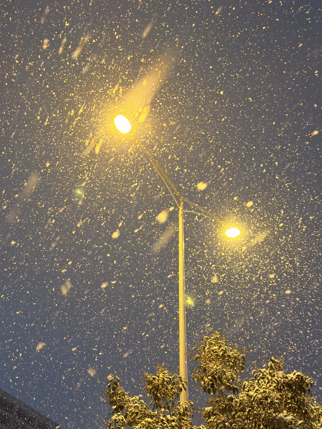 郑州的大雪❄️