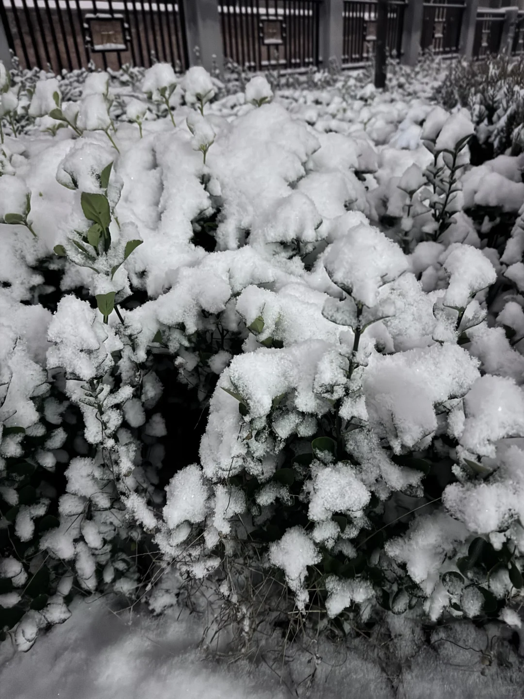 12月12郑州大雪实况