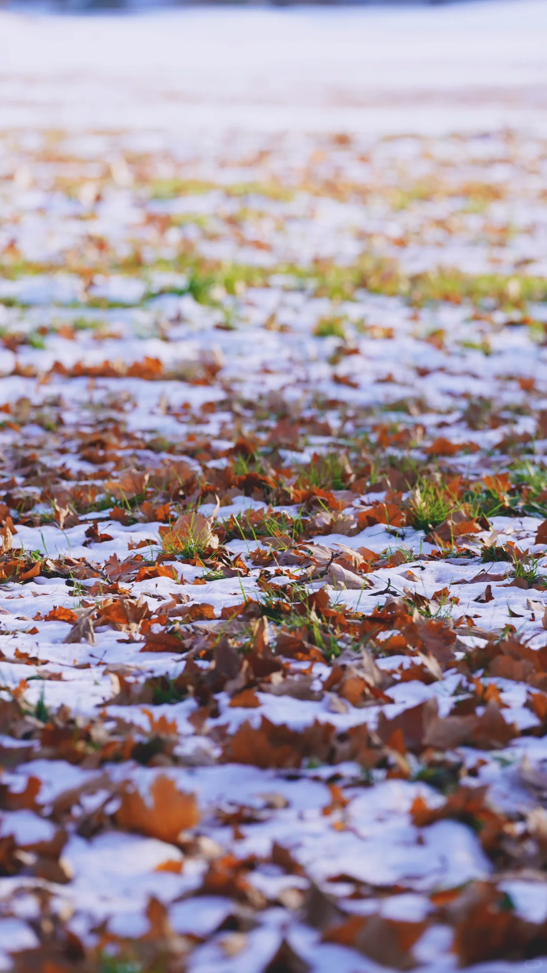 郑州的第一场雪 ｜雪停后的晴空明朗灿烂