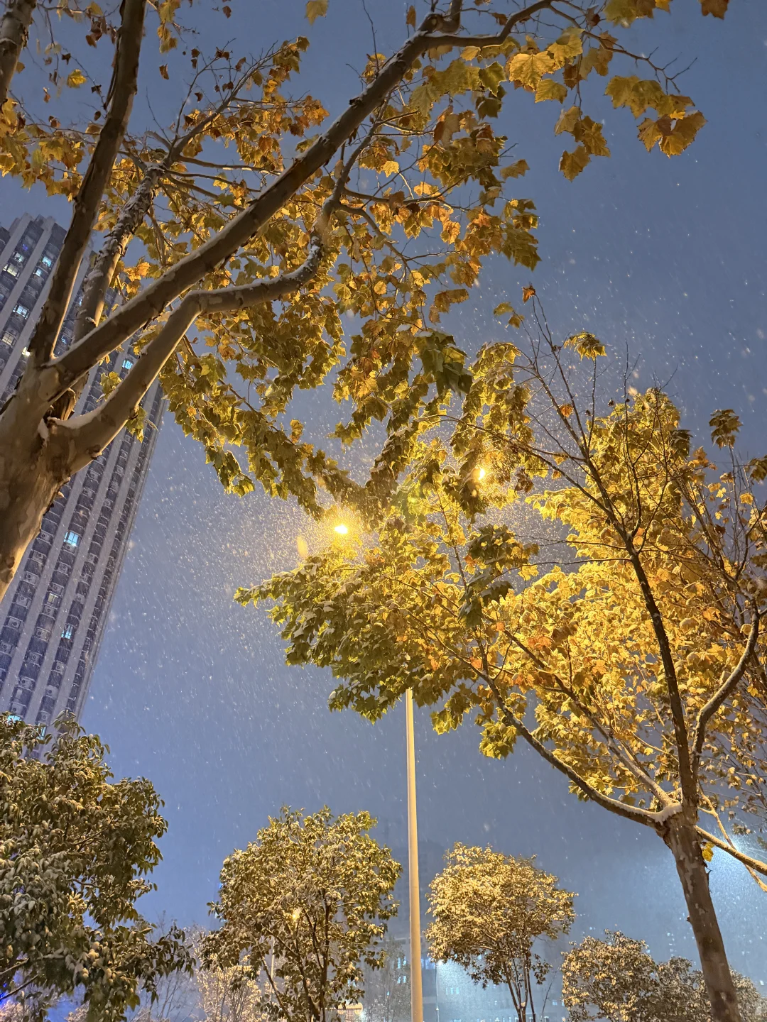 郑州的大雪❄️