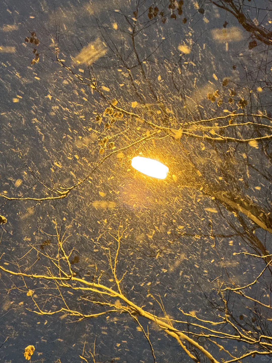 郑州今年初雪！