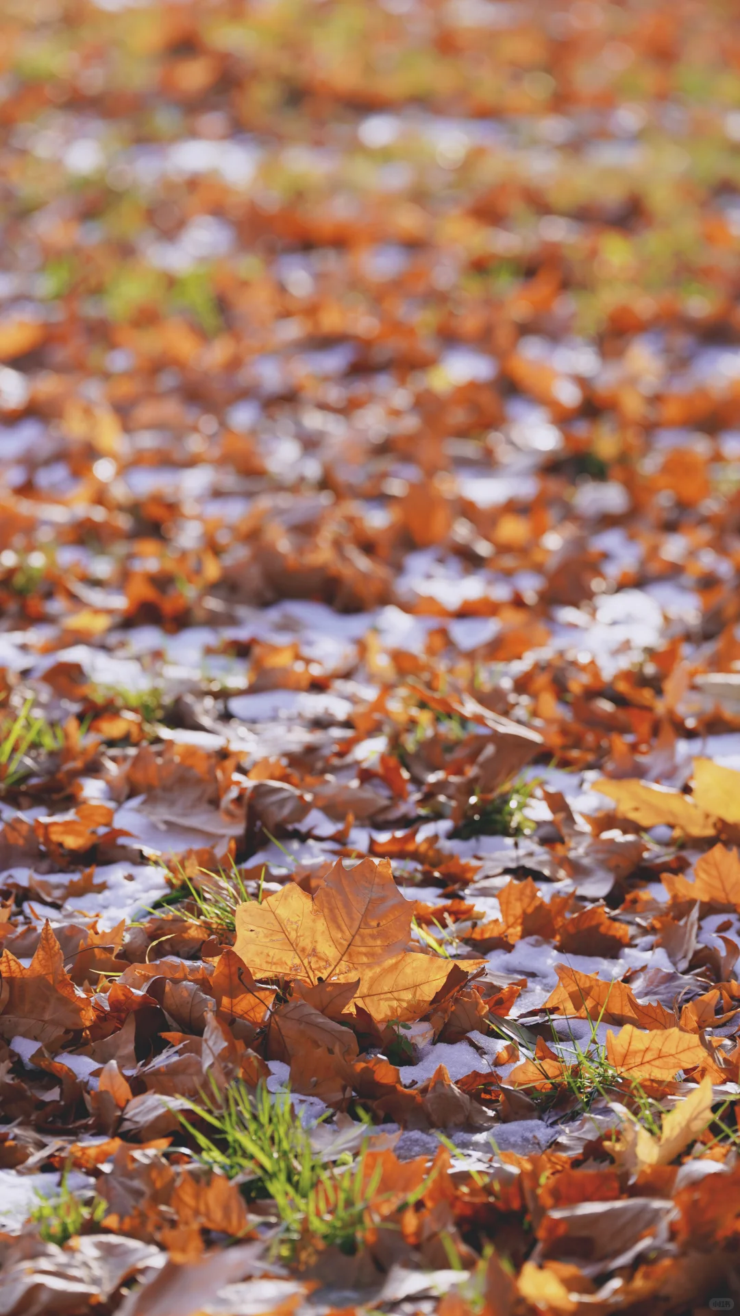 郑州的第一场雪 ｜雪停后的晴空明朗灿烂