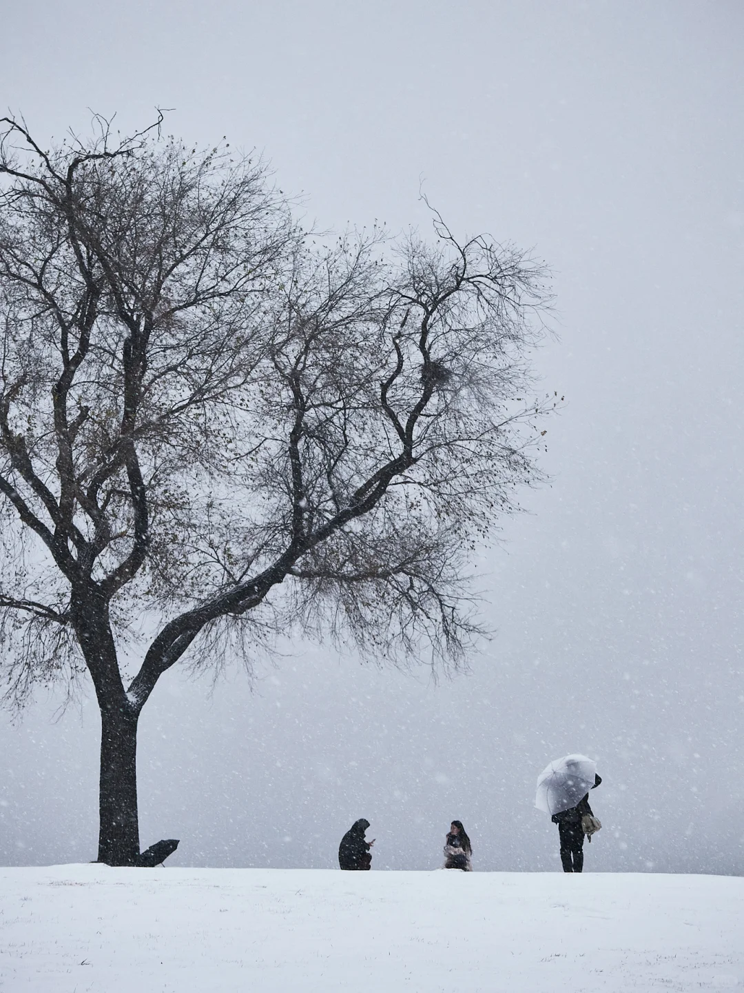 终于拍到郑州的雪景了，好美啊！！