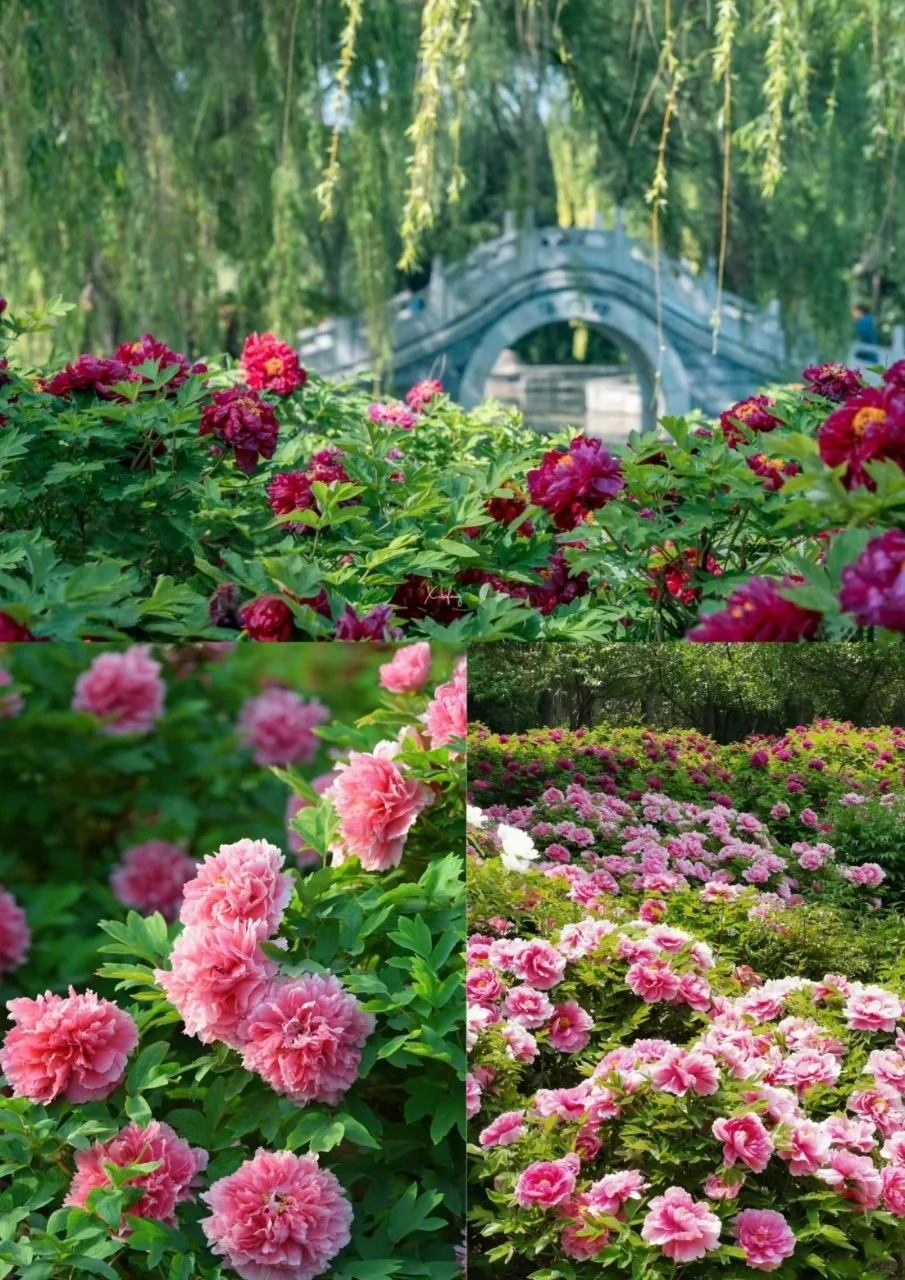 ✨洛阳定制游「神都穿越指南」🏮