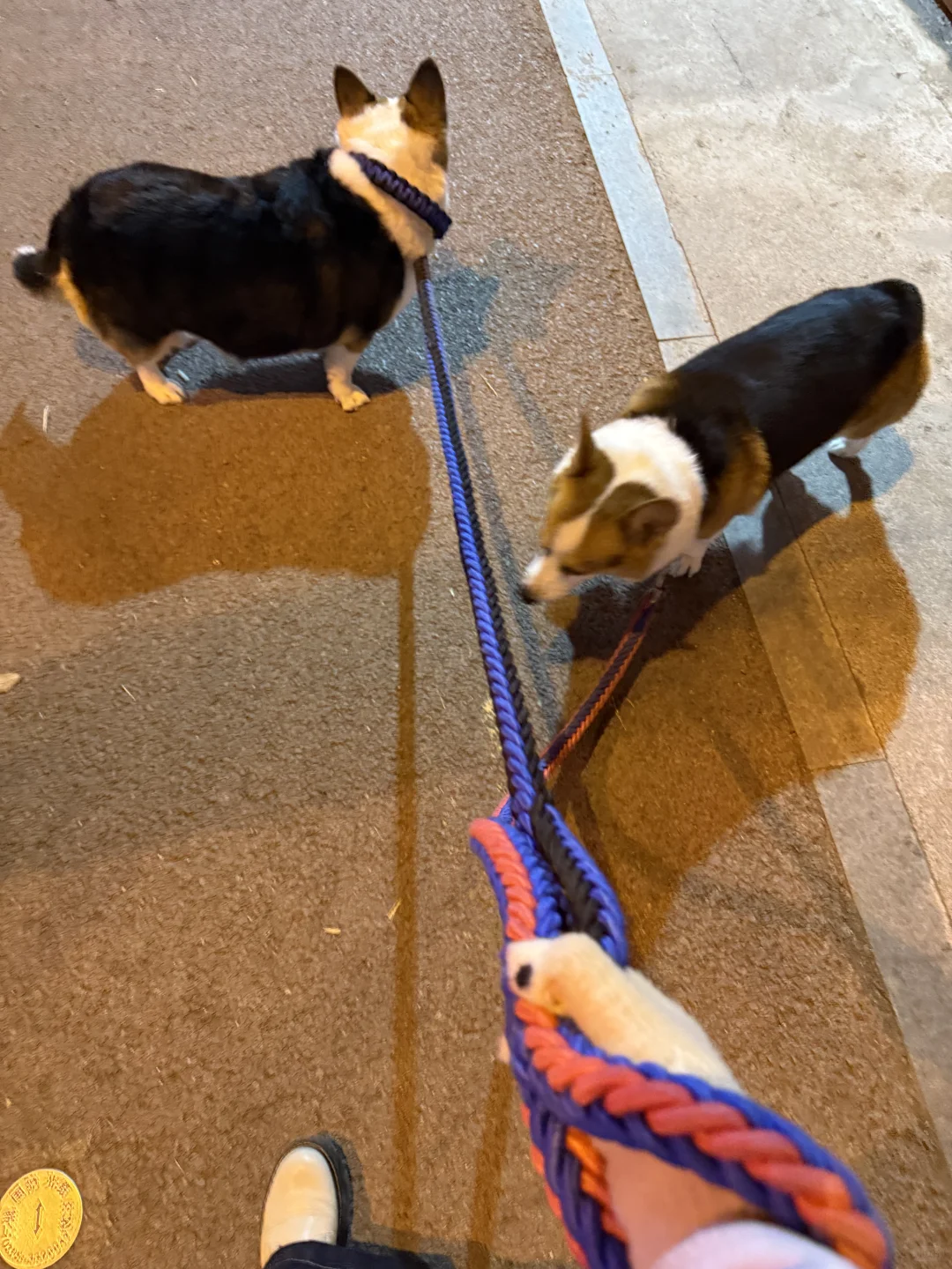 来郑州看雪啦❄️❄️