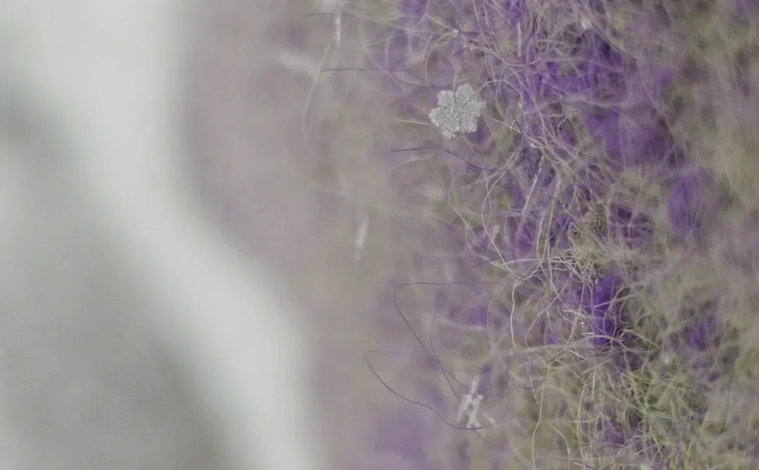 郑州的雪为啥像针