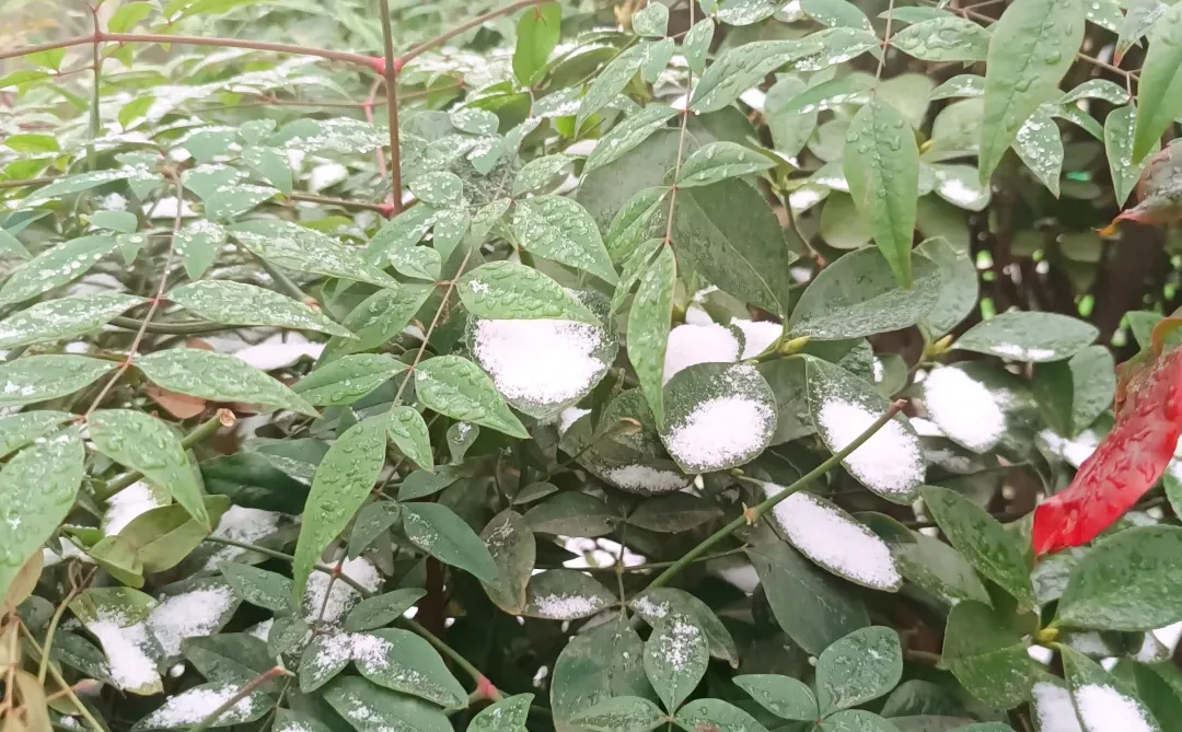 郑州第一场雪 想要一张都是雪景的评论区