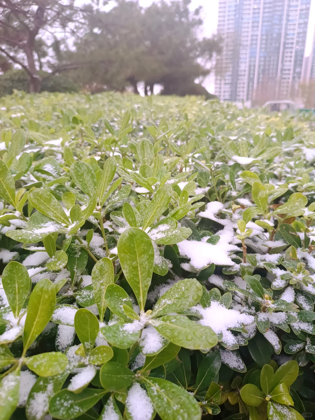 郑州第一场雪 想要一张都是雪景的评论区