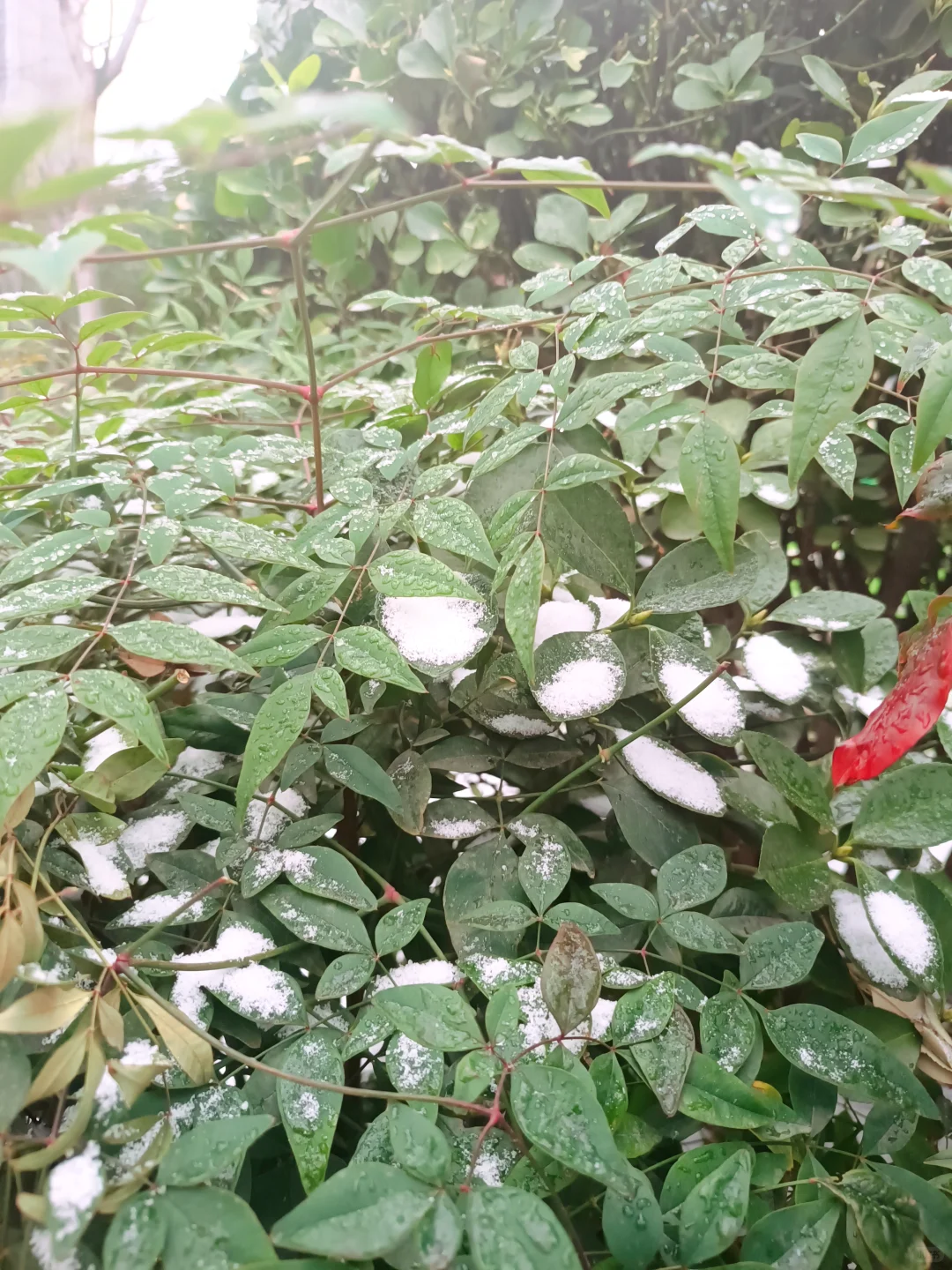 郑州第一场雪 想要一张都是雪景的评论区