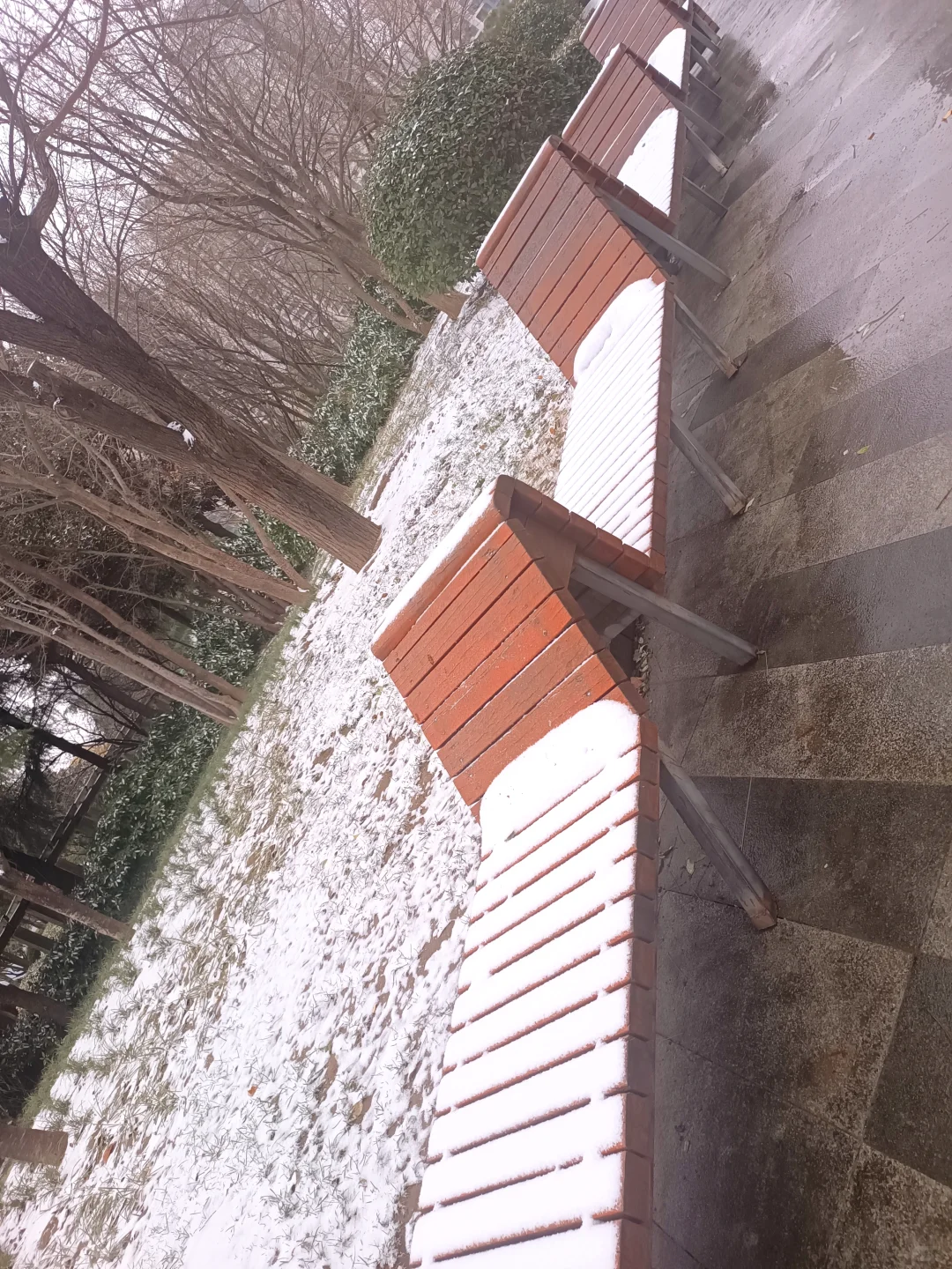 郑州第一场雪 想要一张都是雪景的评论区