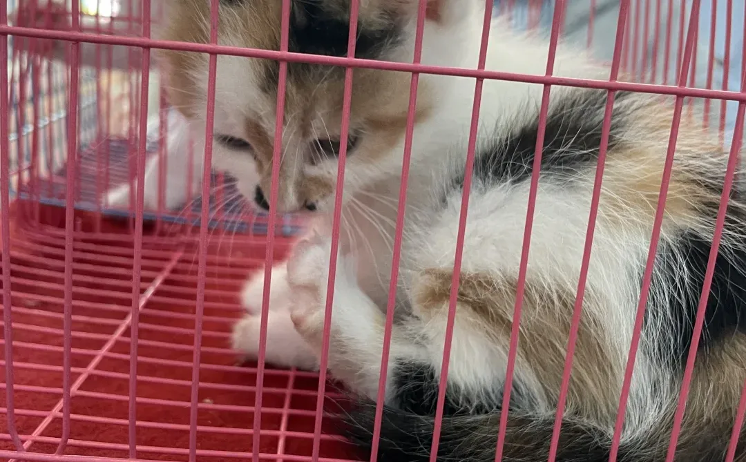 又来安阳啦！！！