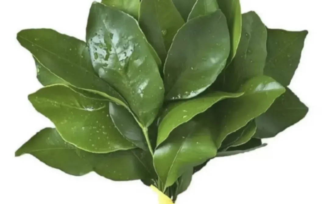 避雷安阳东Wei 新能源！