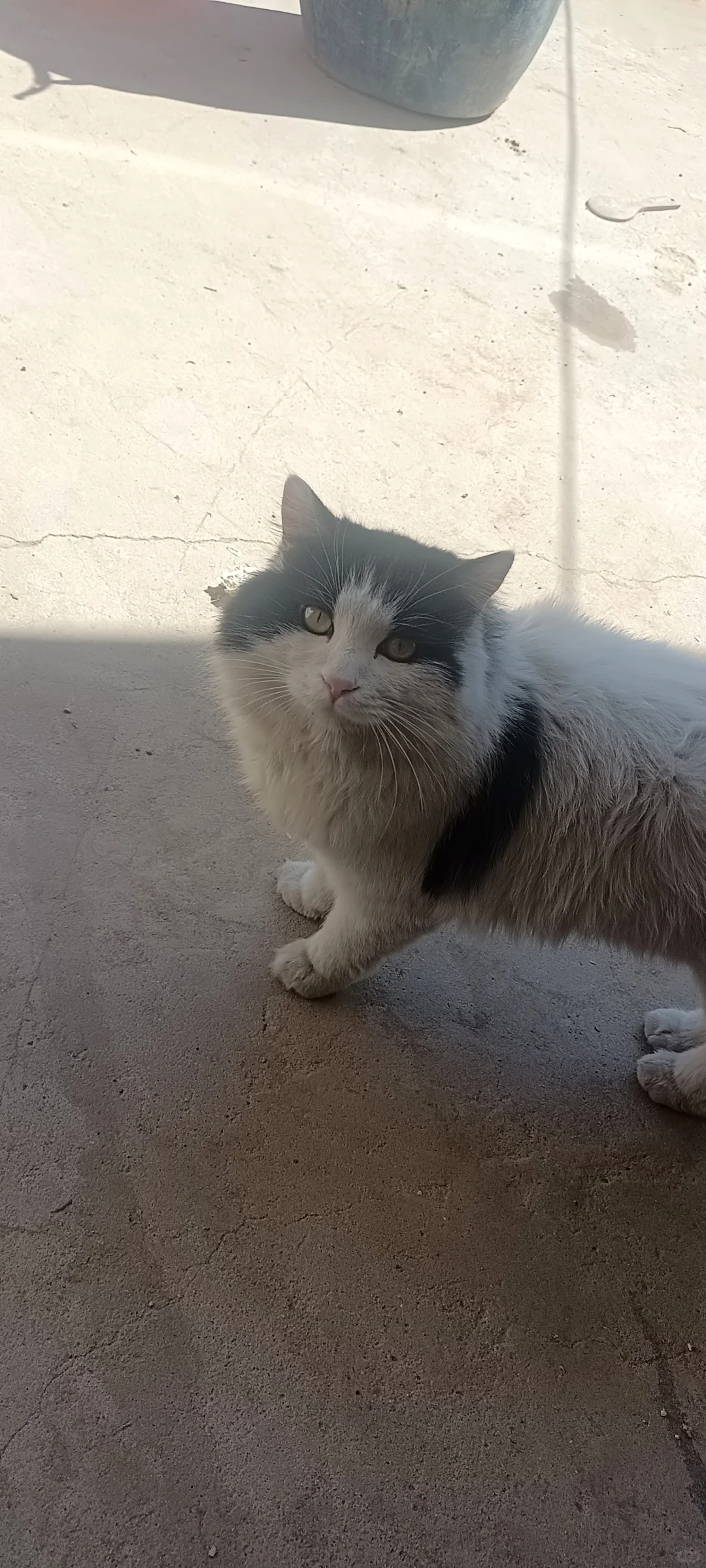 安阳寻猫（有偿）