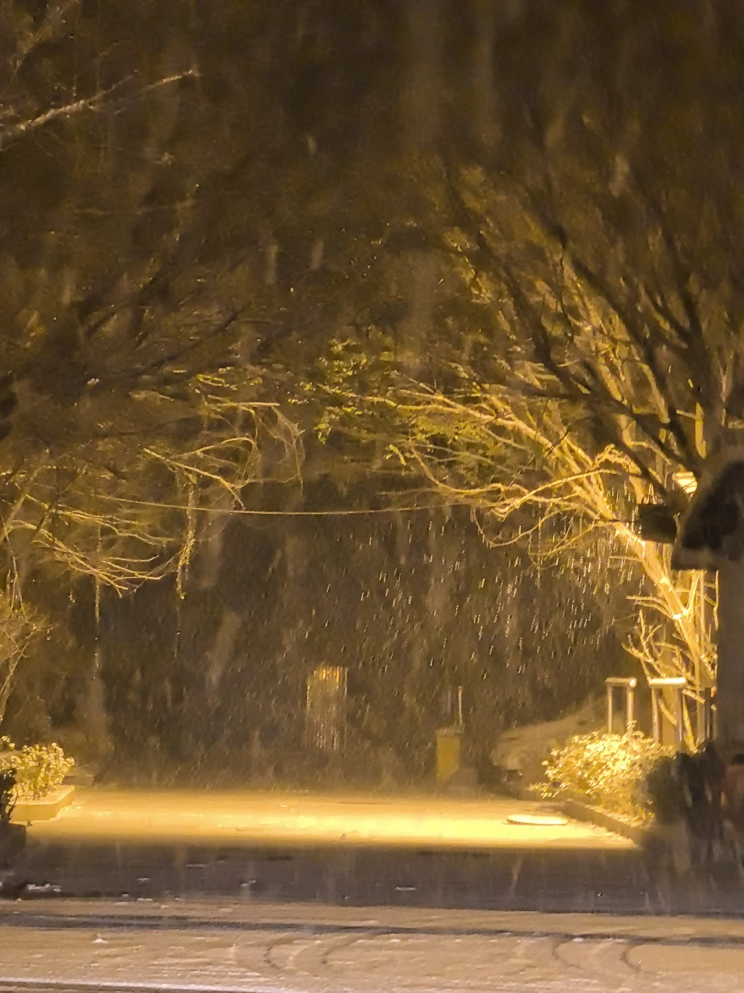 12.12安阳的暴雪杀疯了！！！