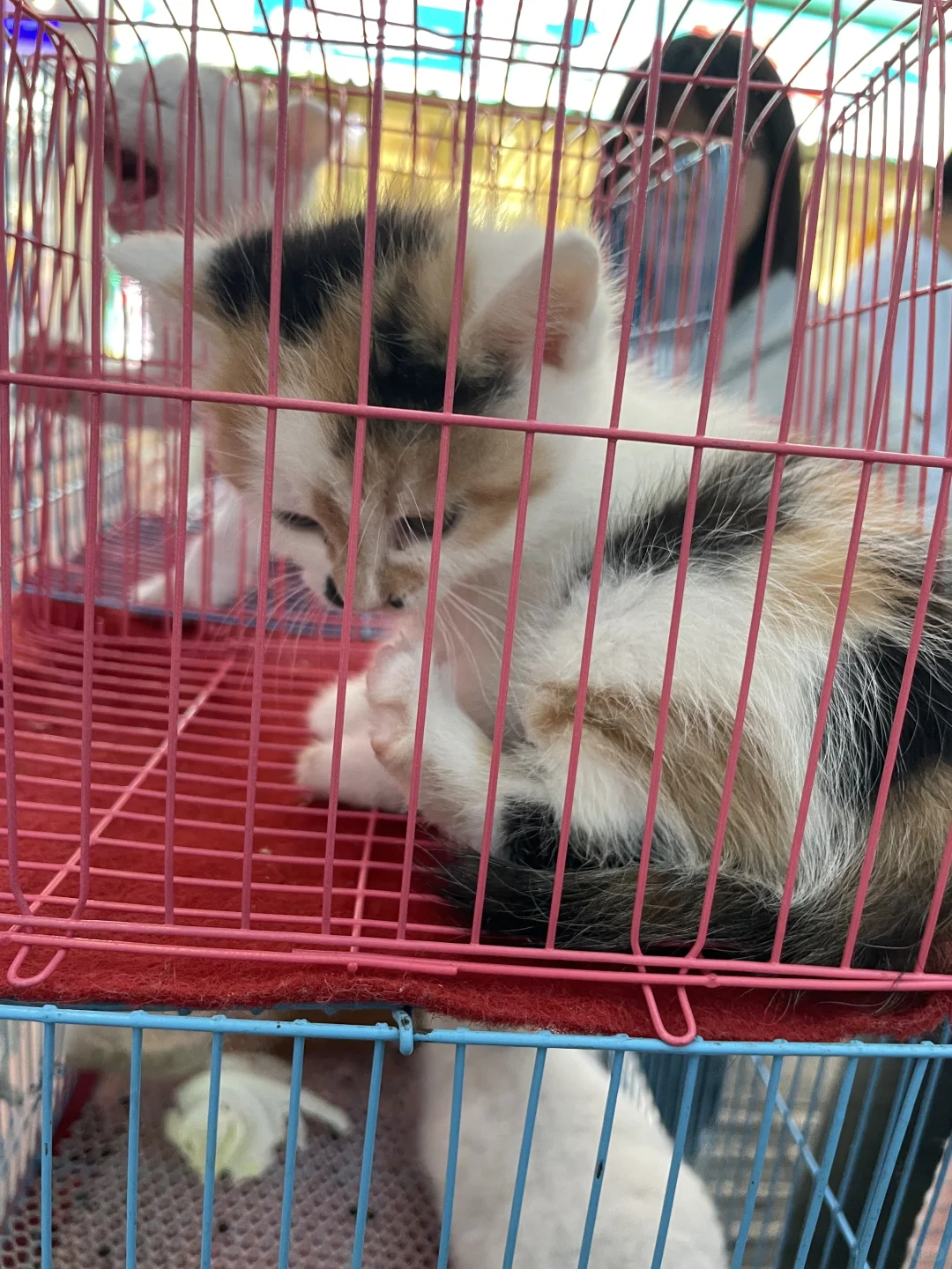 又来安阳啦！！！