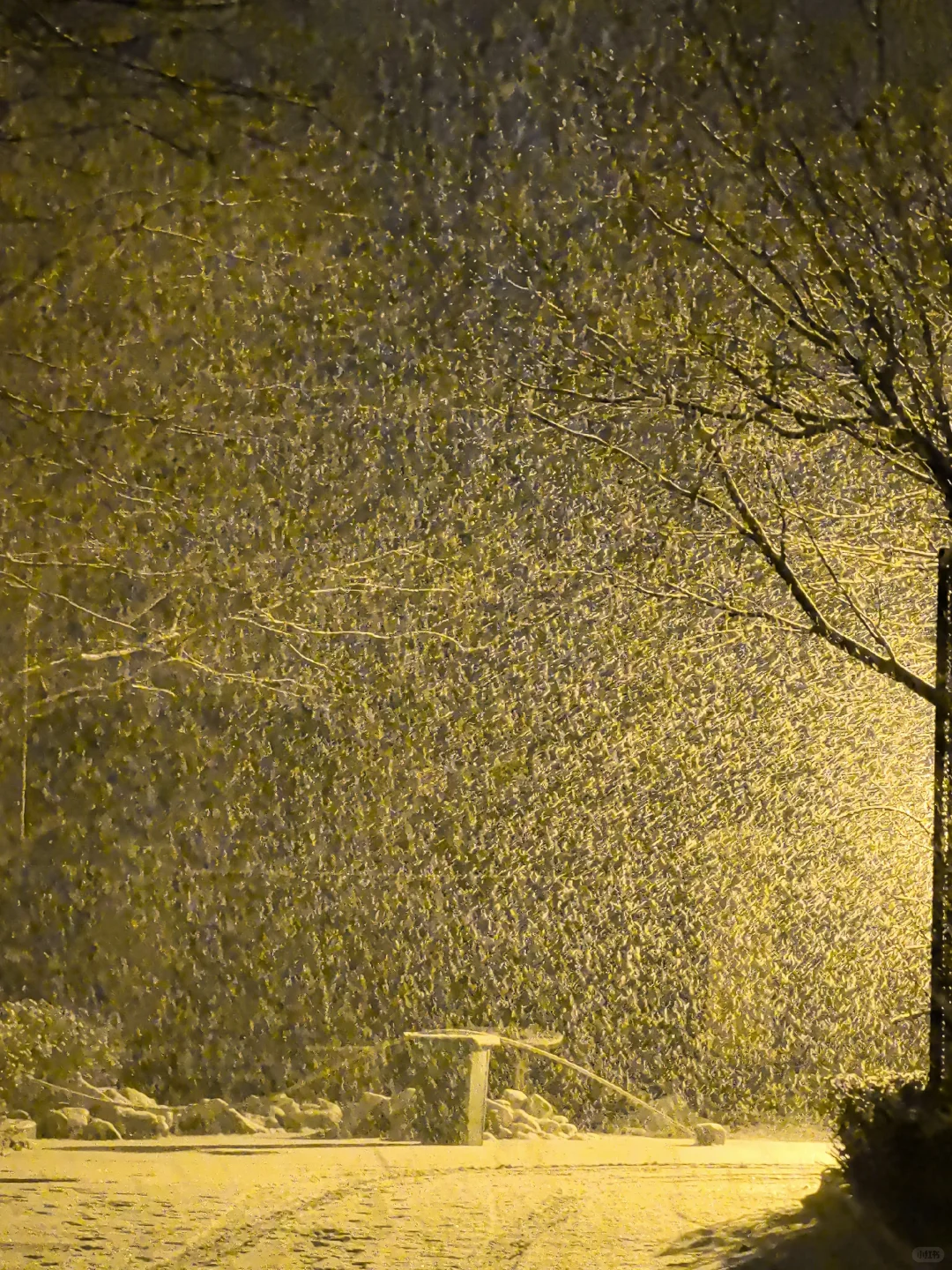 12.12安阳的暴雪杀疯了！！！