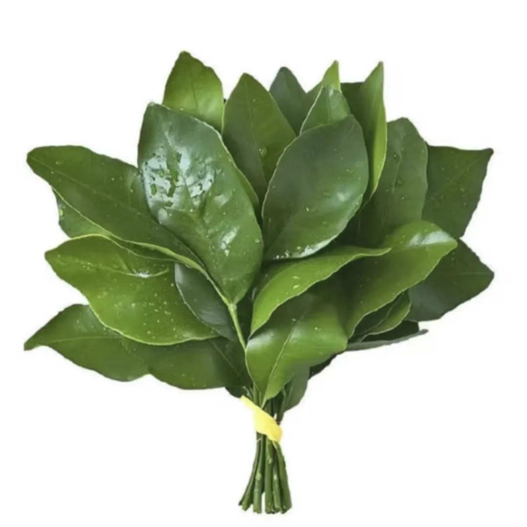 避雷安阳东Wei 新能源！