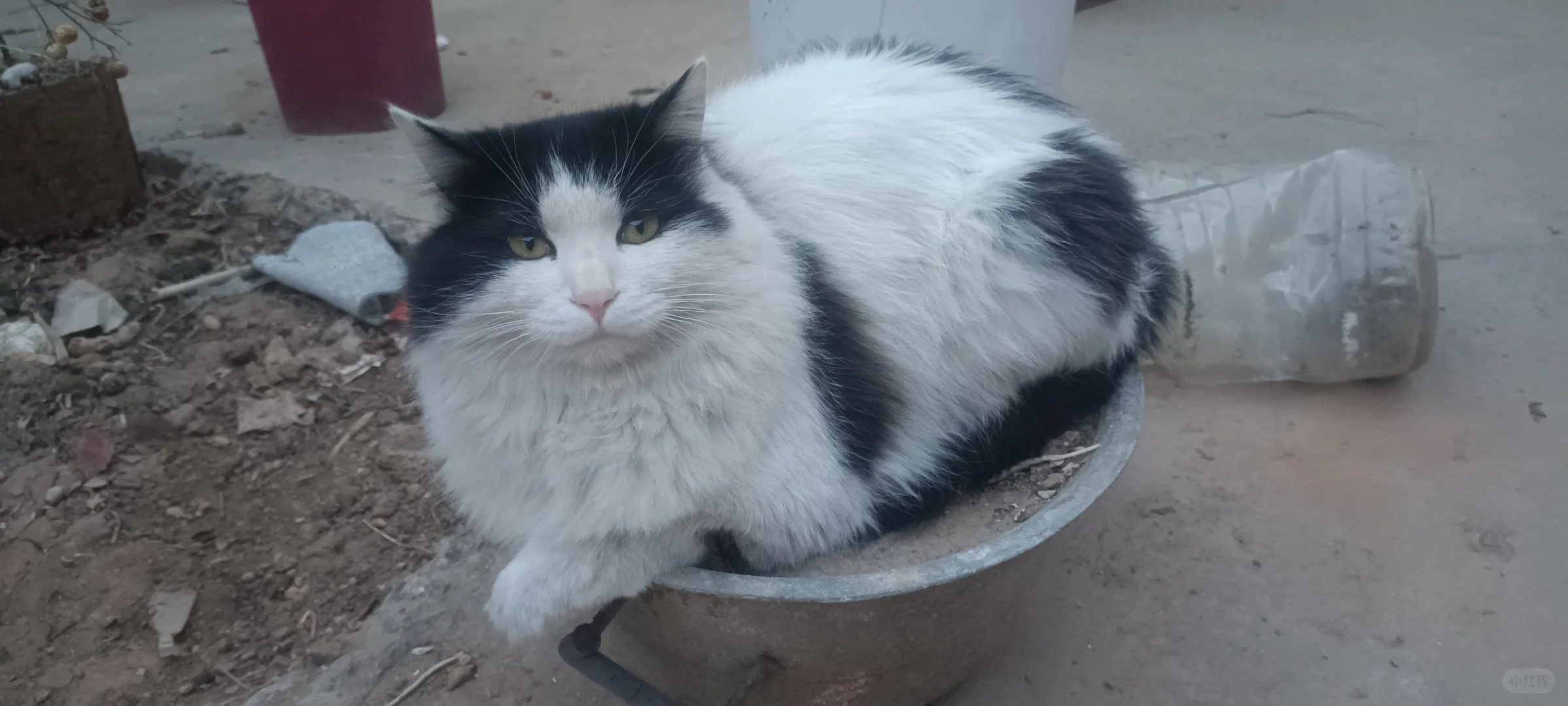 安阳寻猫（有偿）