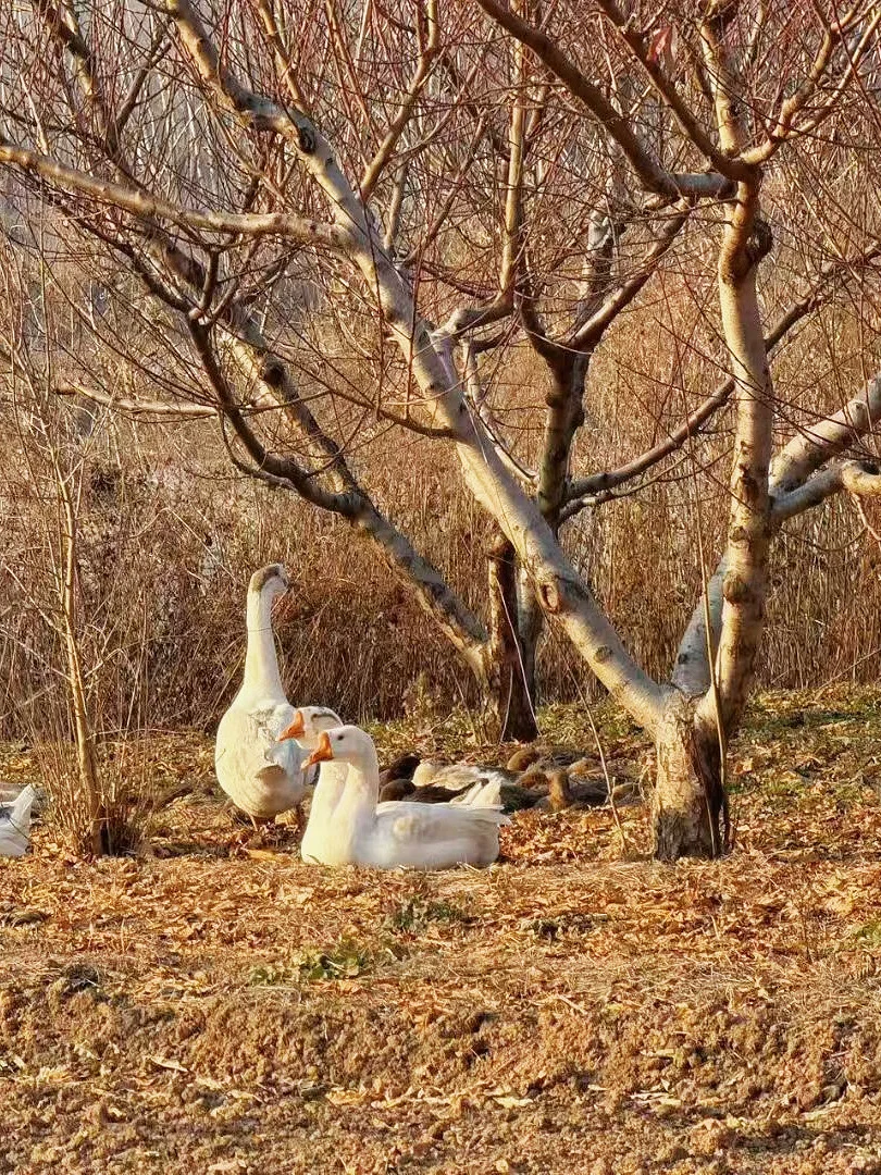 洛阳周末带娃遛狗的秘密宝地