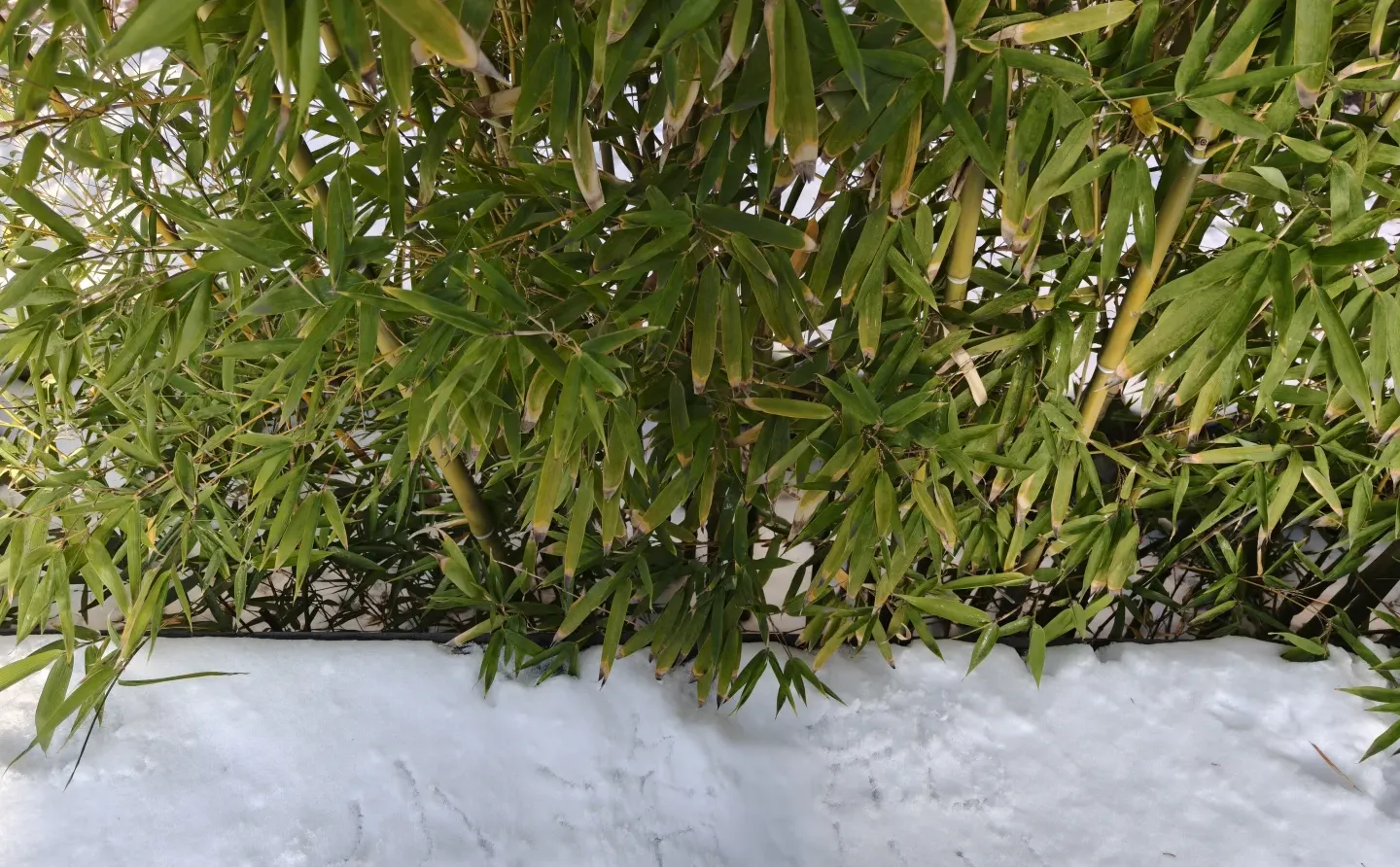 洛阳的洛 康熙的熙