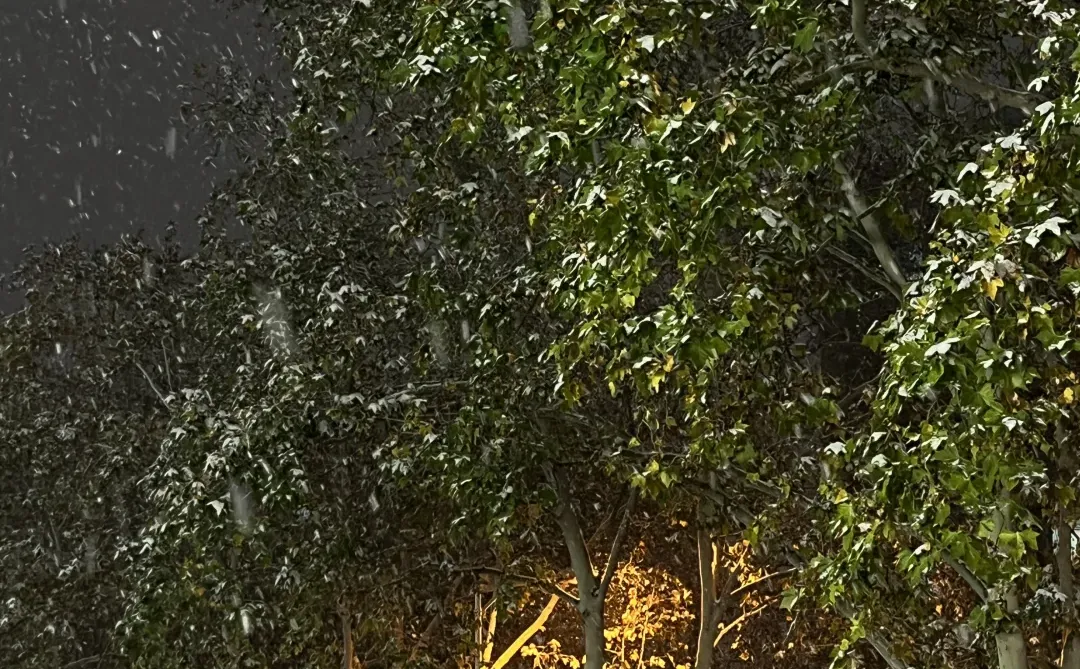 洛阳这雪杀疯了