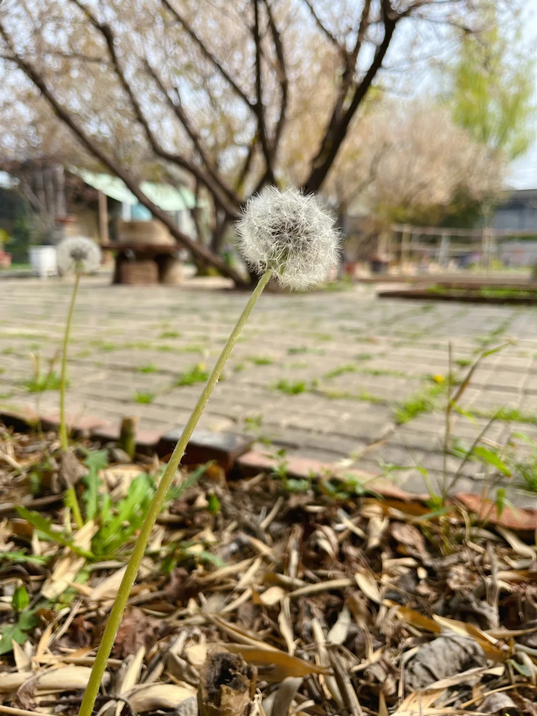 洛阳周末带娃遛狗的秘密宝地