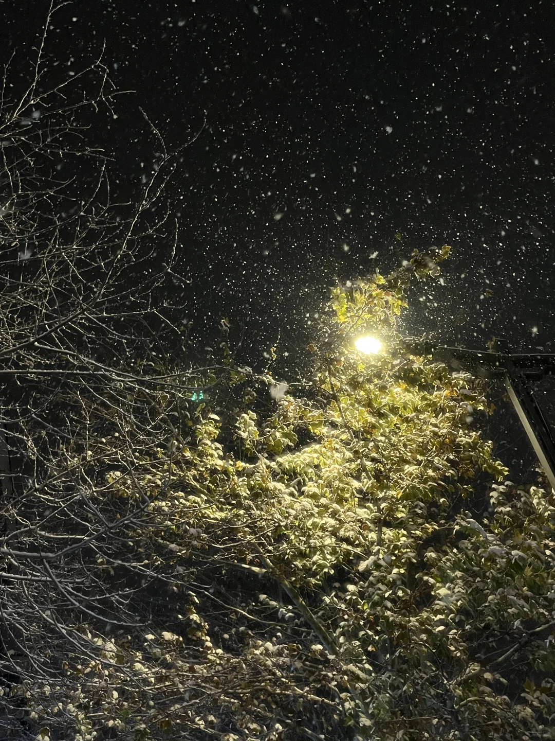 洛阳这雪杀疯了