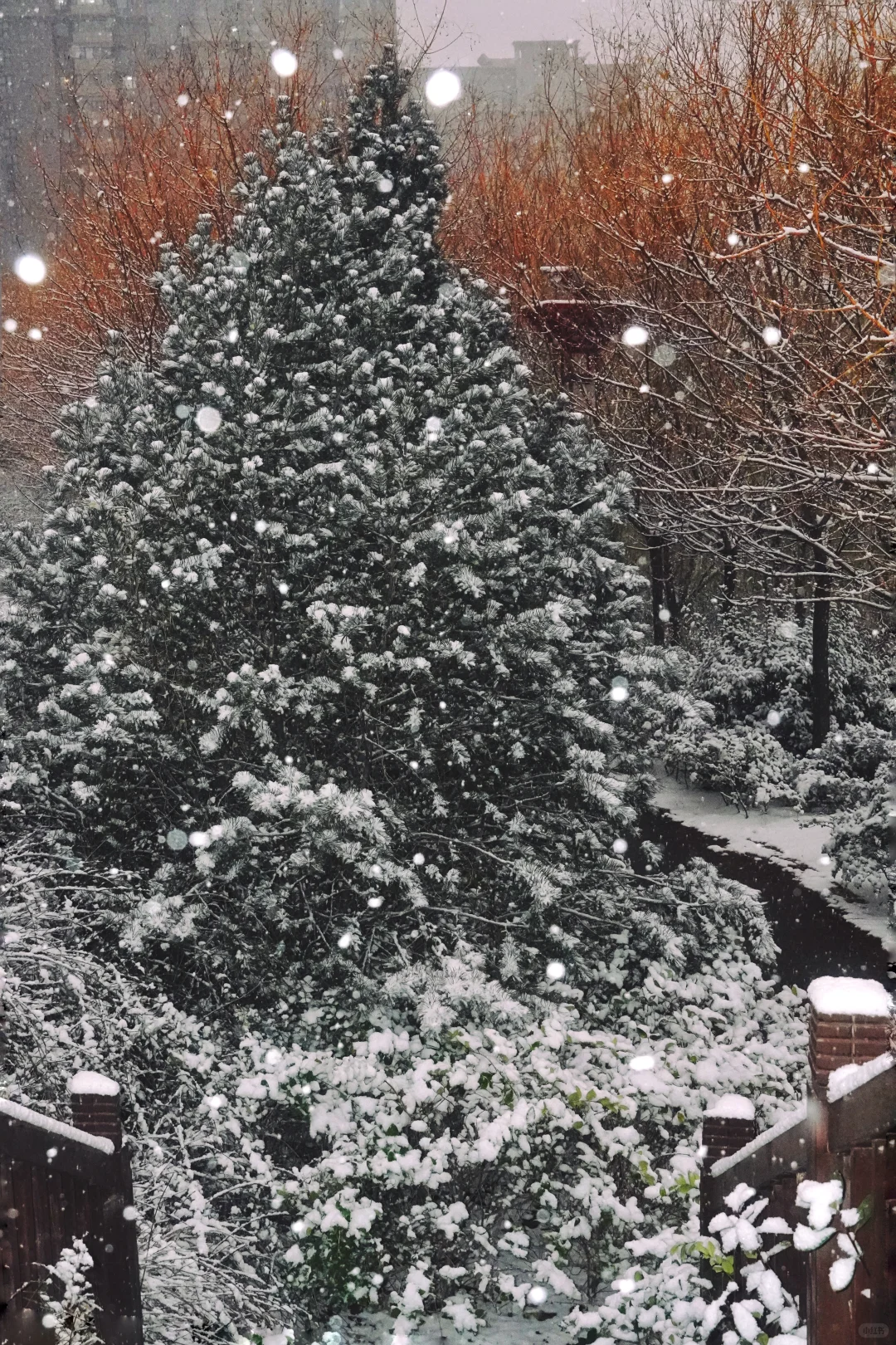 冬天的第一场雪，如期而至